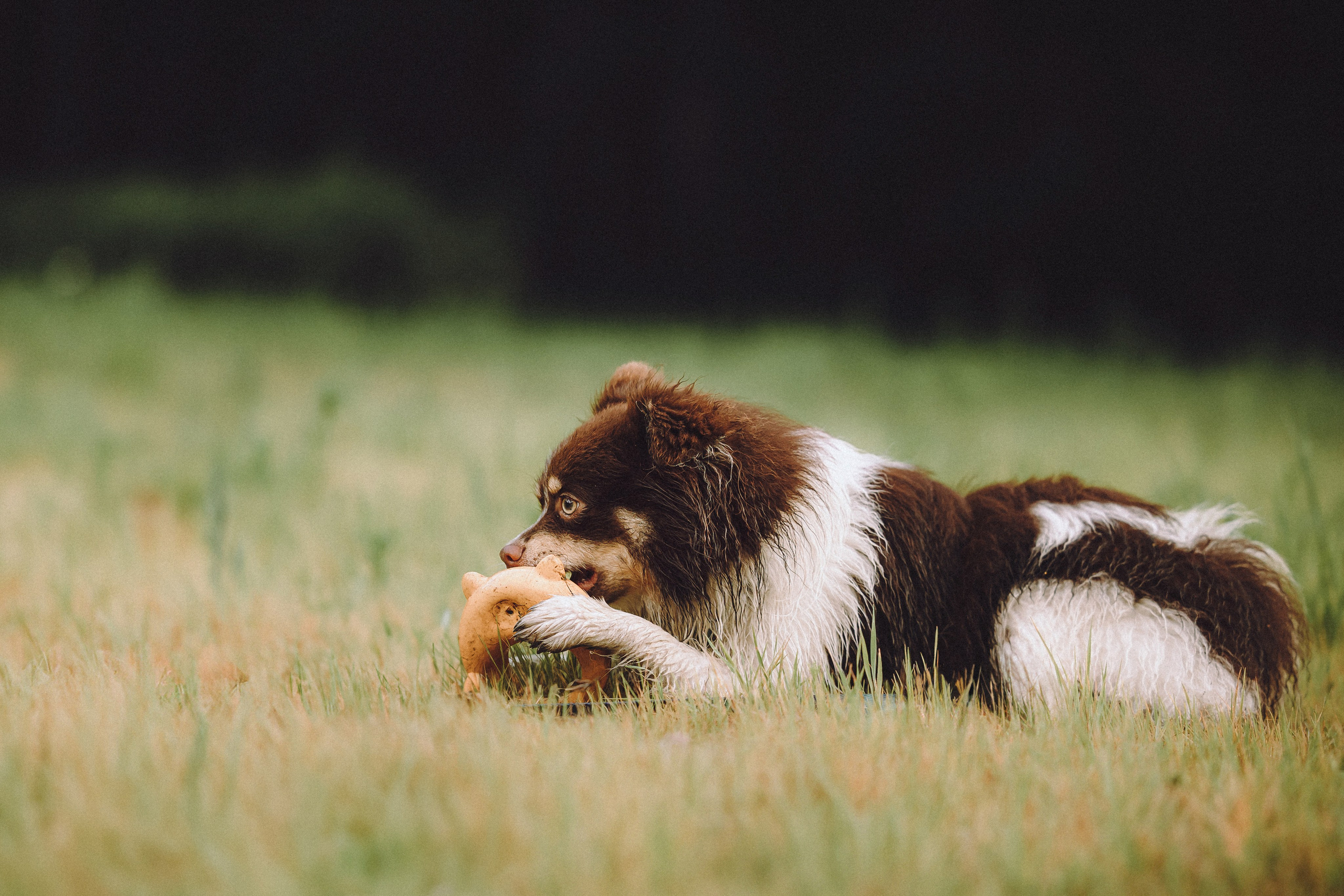 Фифа, Кнопка, Бублик и их семья