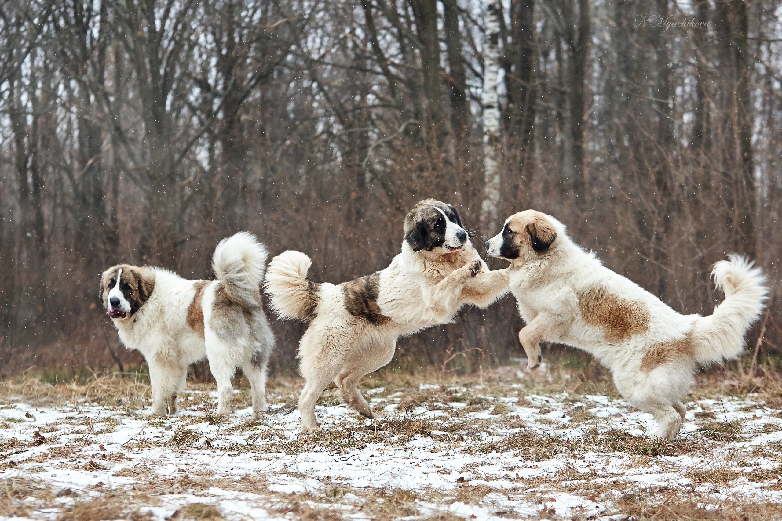 Съемка ребенка на Щелковском хуторе в Нижнем Новгороде. Детский и семейный фотограф в Нижнем Новгороде Мячикова Наталья