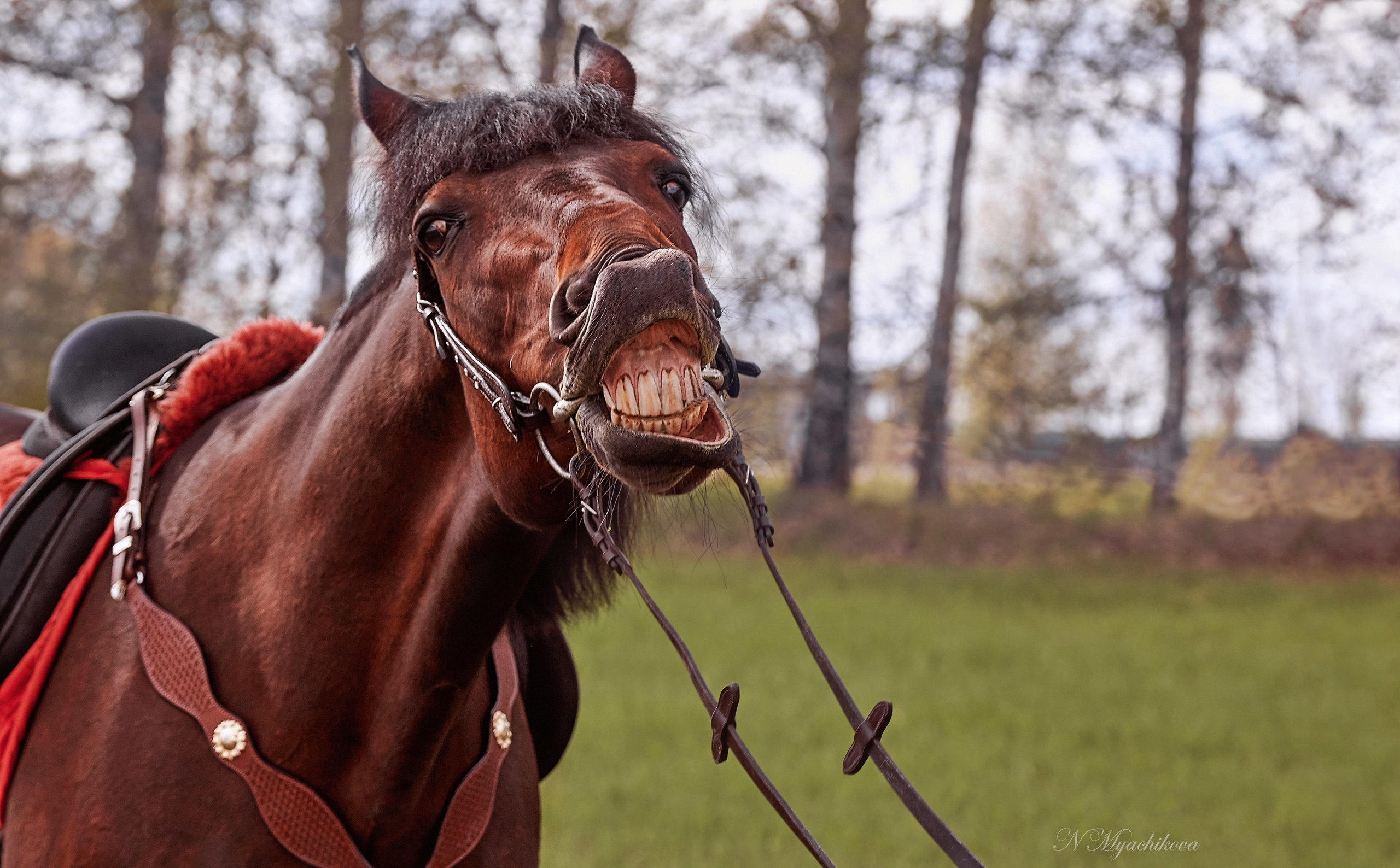 Фотосессия с конем в Нижегородской области, в Новинках. Детский и семейный фотограф в Нижнем Новгороде Мячикова Наталья