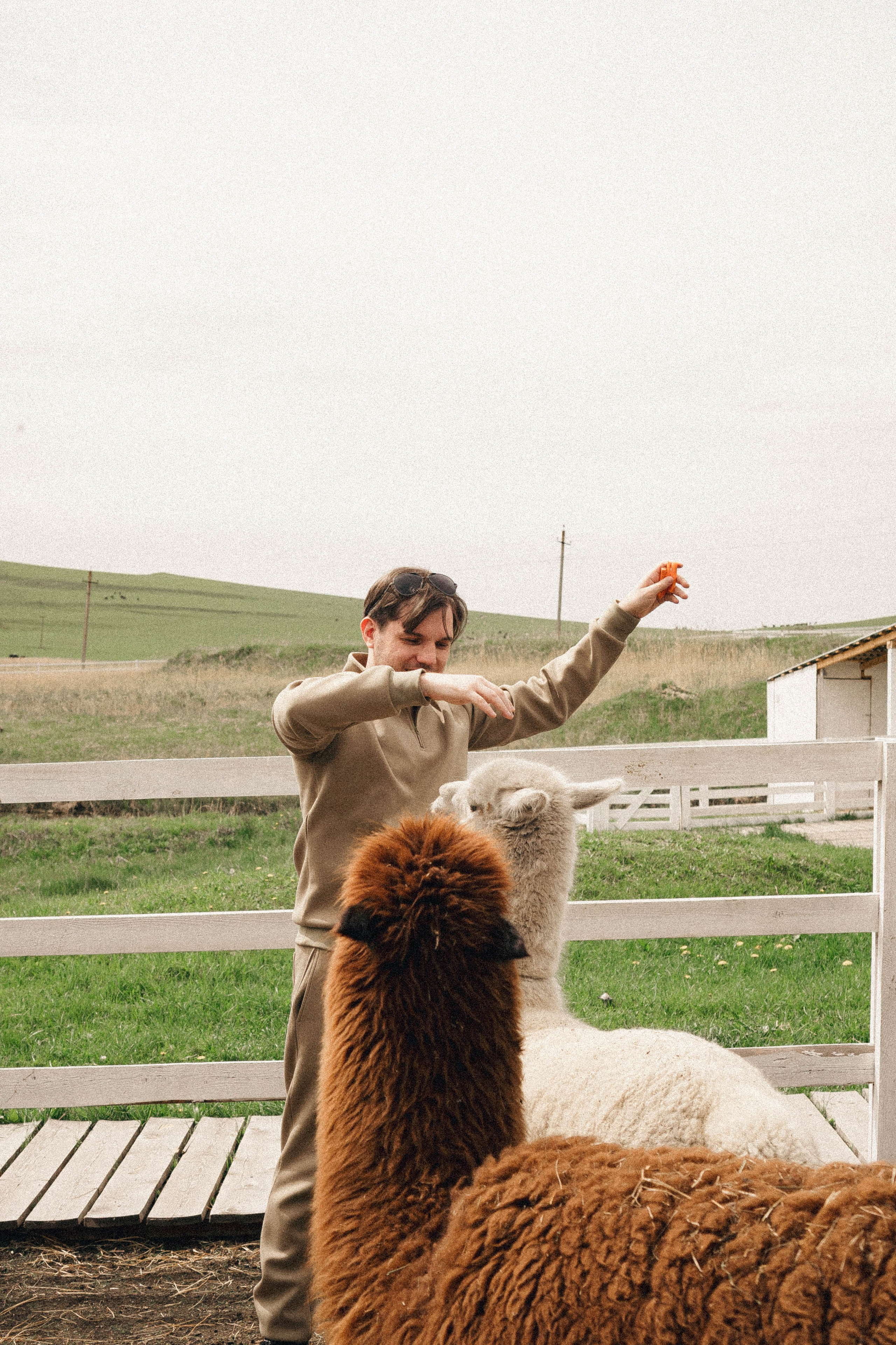 Ферма Альпак. Профессиональный фотограф, Санкт-Петербург — Виктория Богомолова