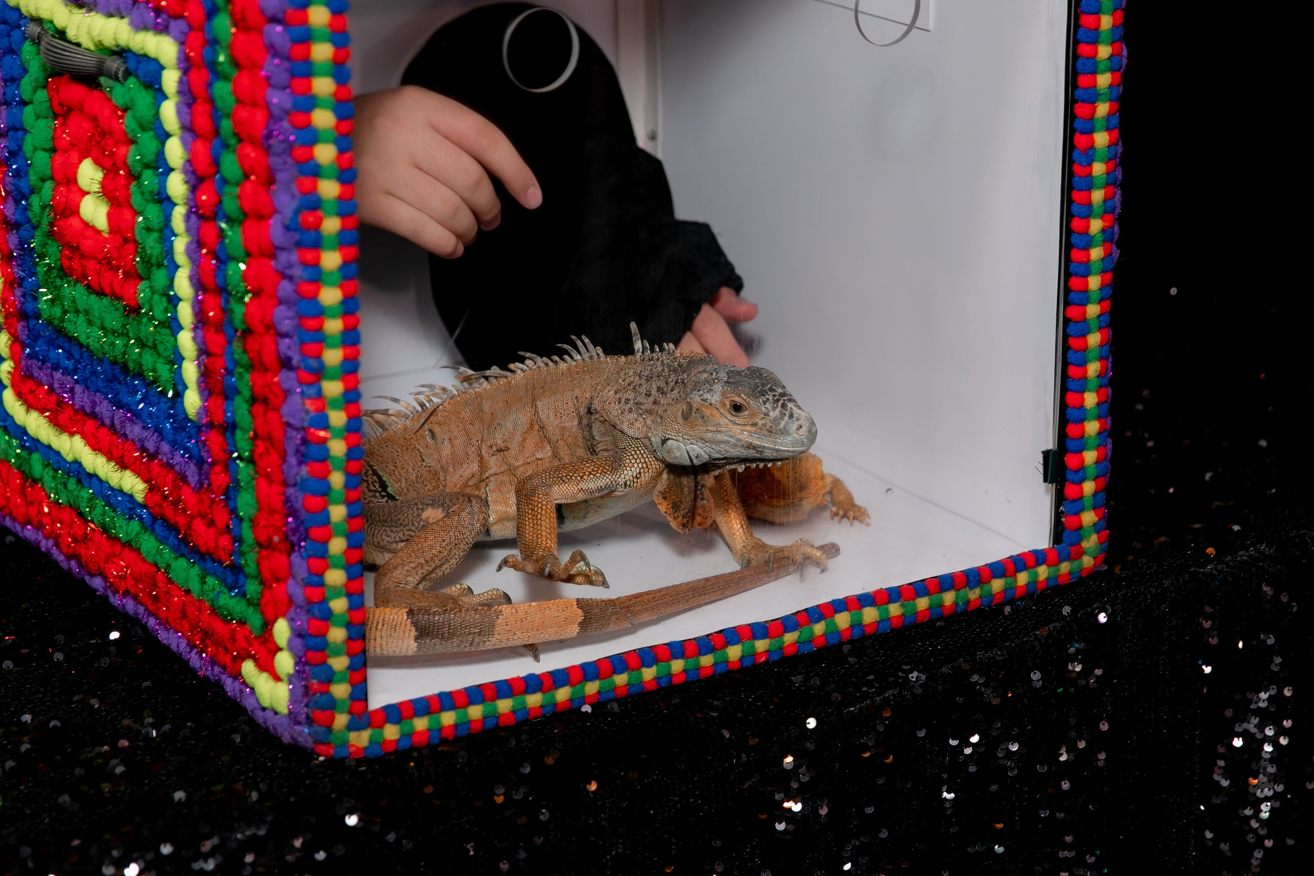 Дни рождения взрослые. Семейный фотограф в Москве