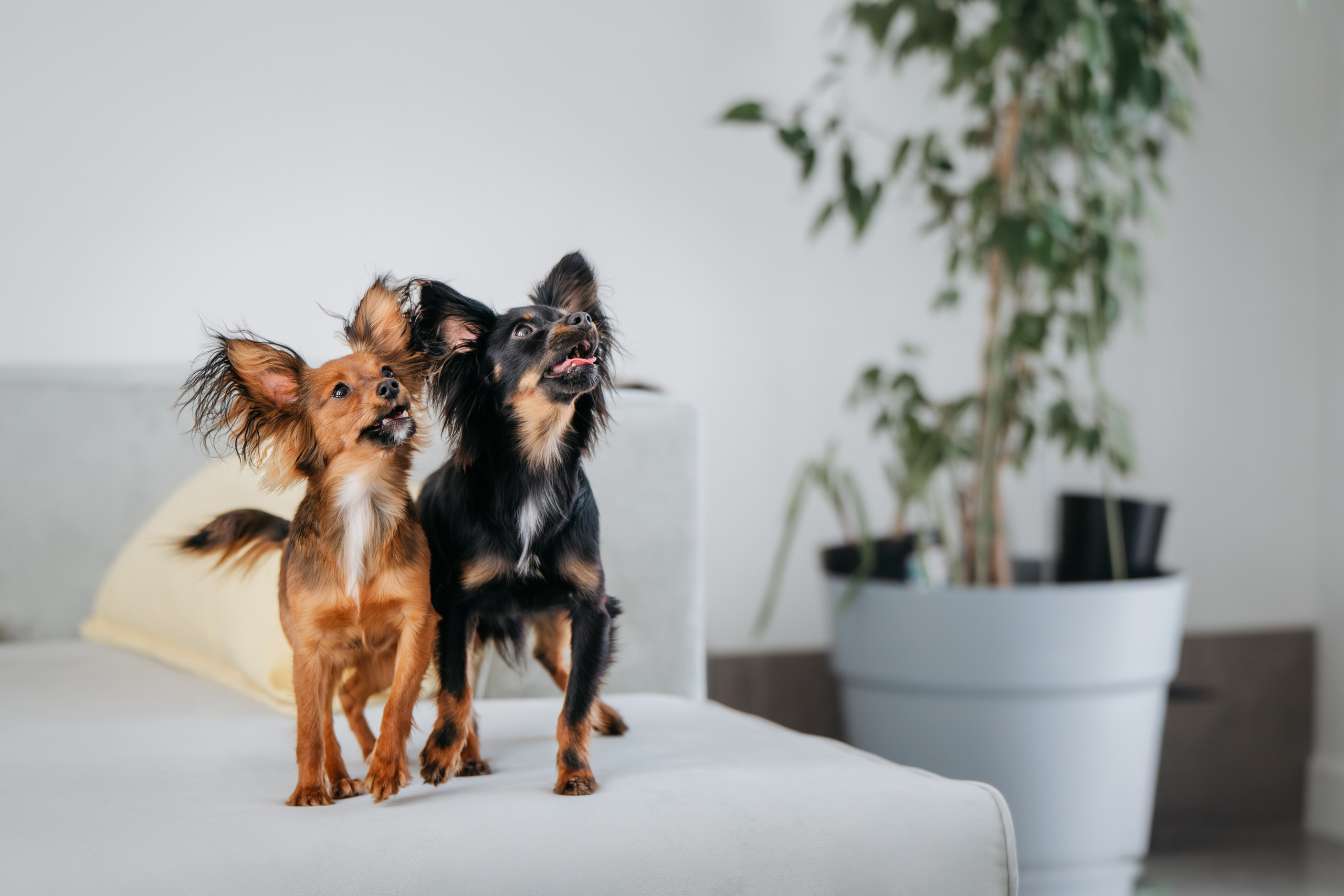 Домашняя съемка. Фотограф Анималист в Москве Анастасия Жучкова