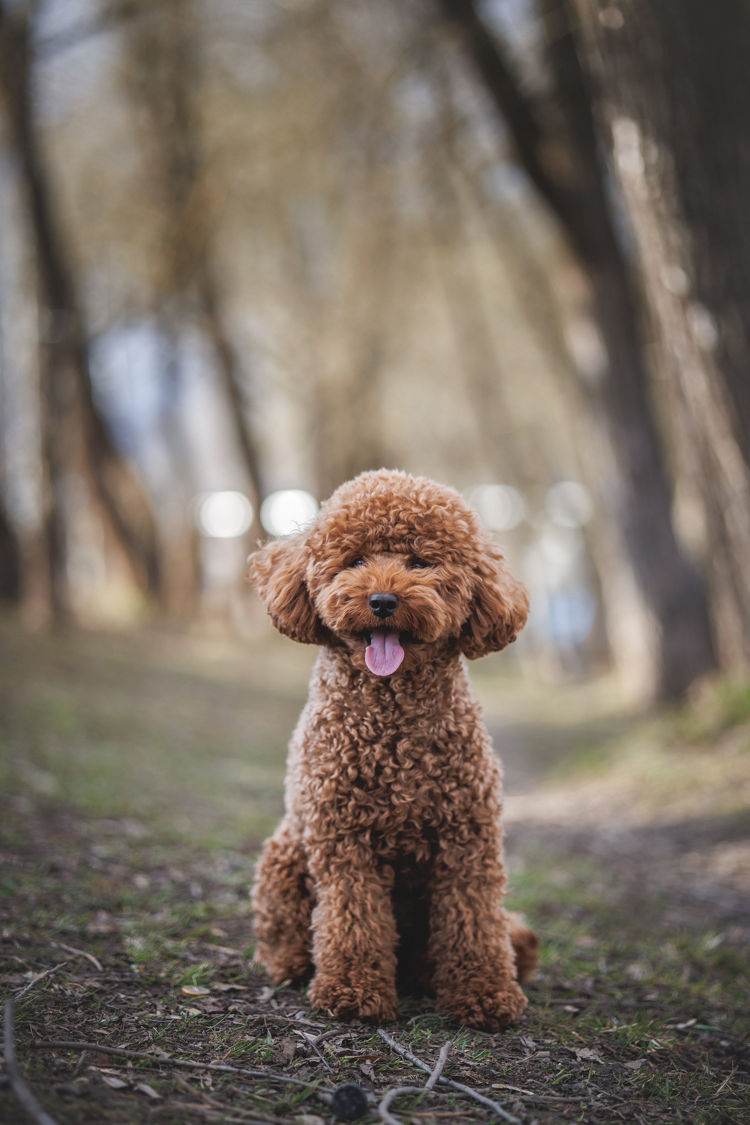 Джек. Фотограф Анималист в Москве Анастасия Жучкова