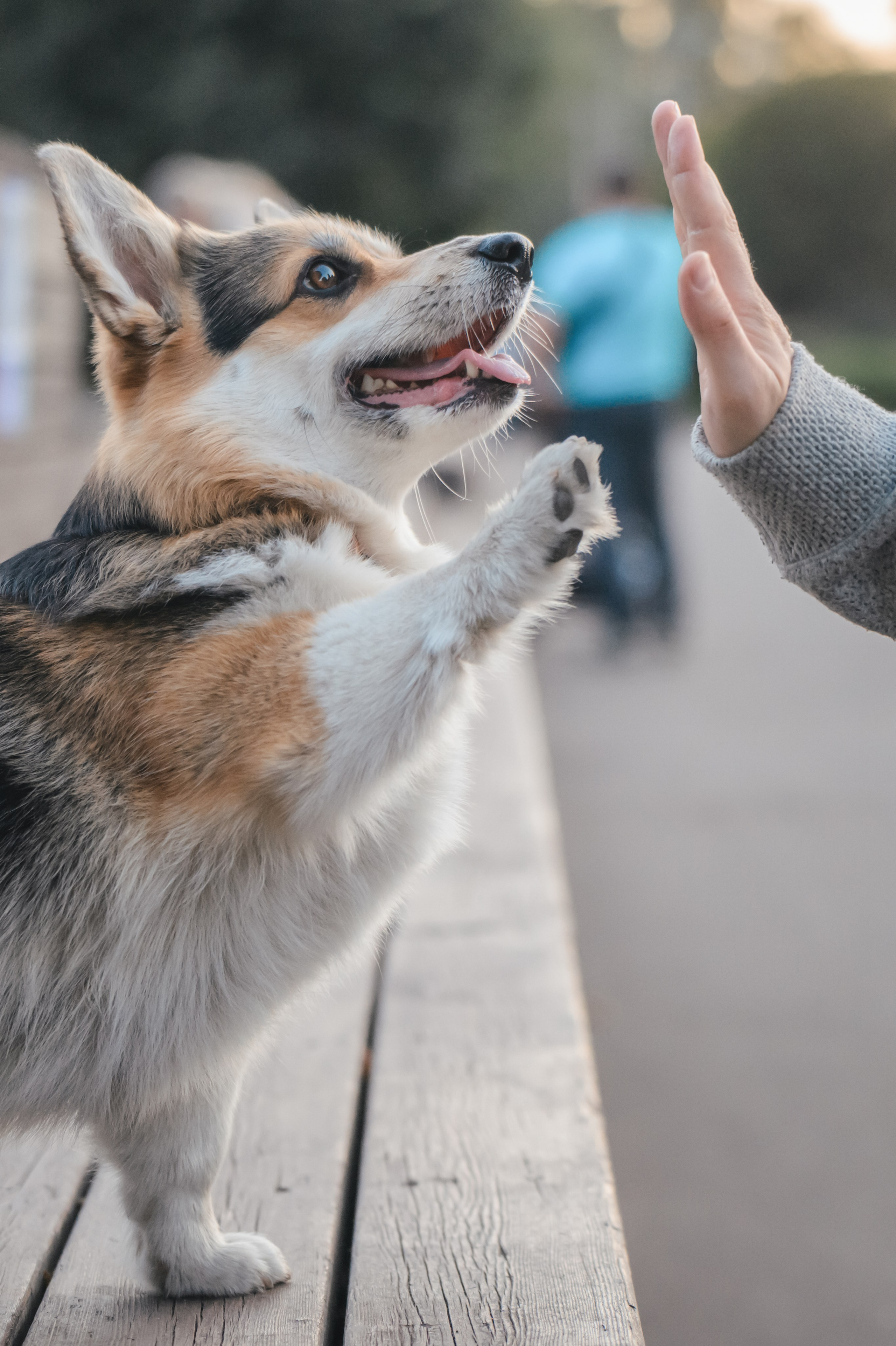 Ева, Леша и Лаванда. Фотограф Анималист в Москве Анастасия Жучкова