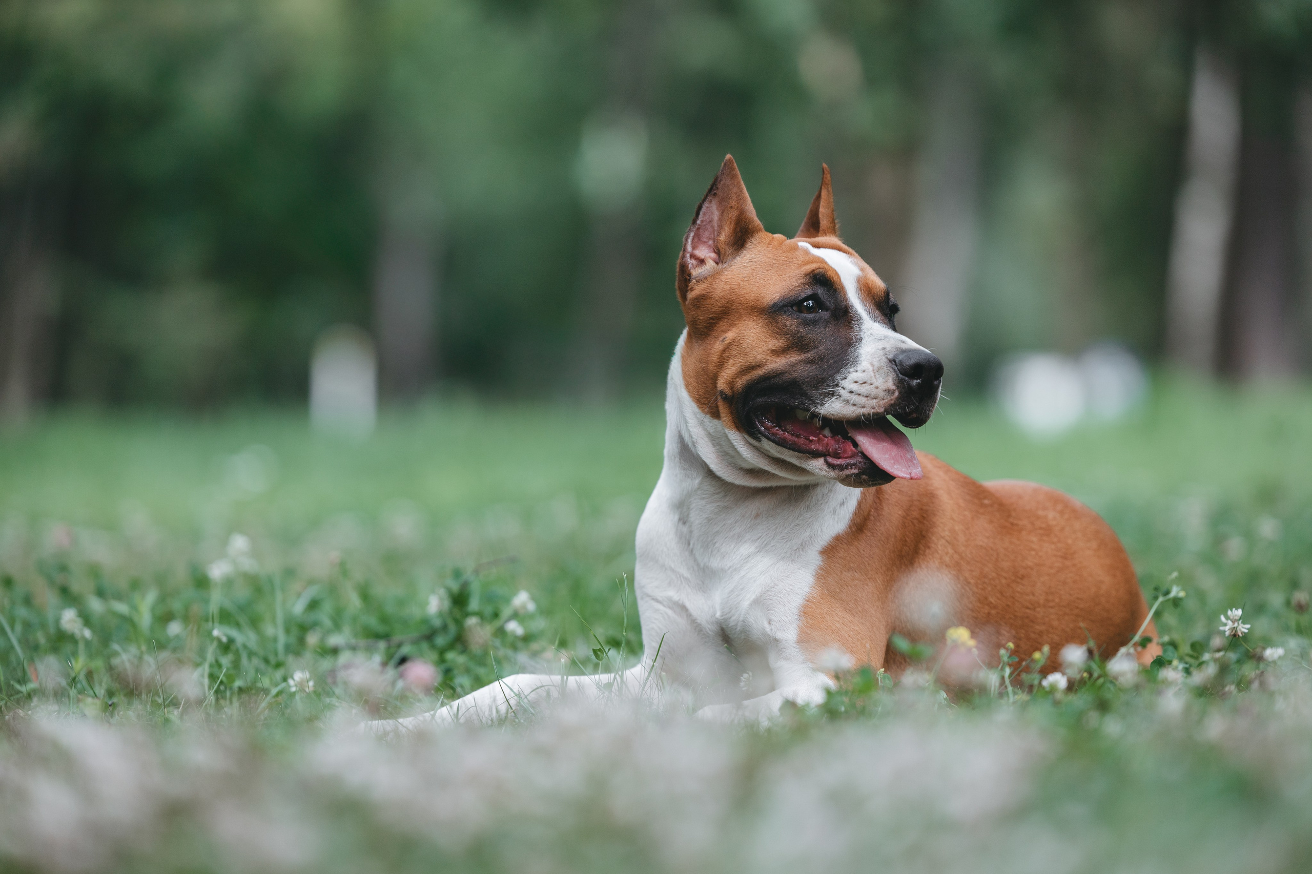 Американский стаффордширский терьер. Фотограф Анималист в Москве Анастасия Жучкова