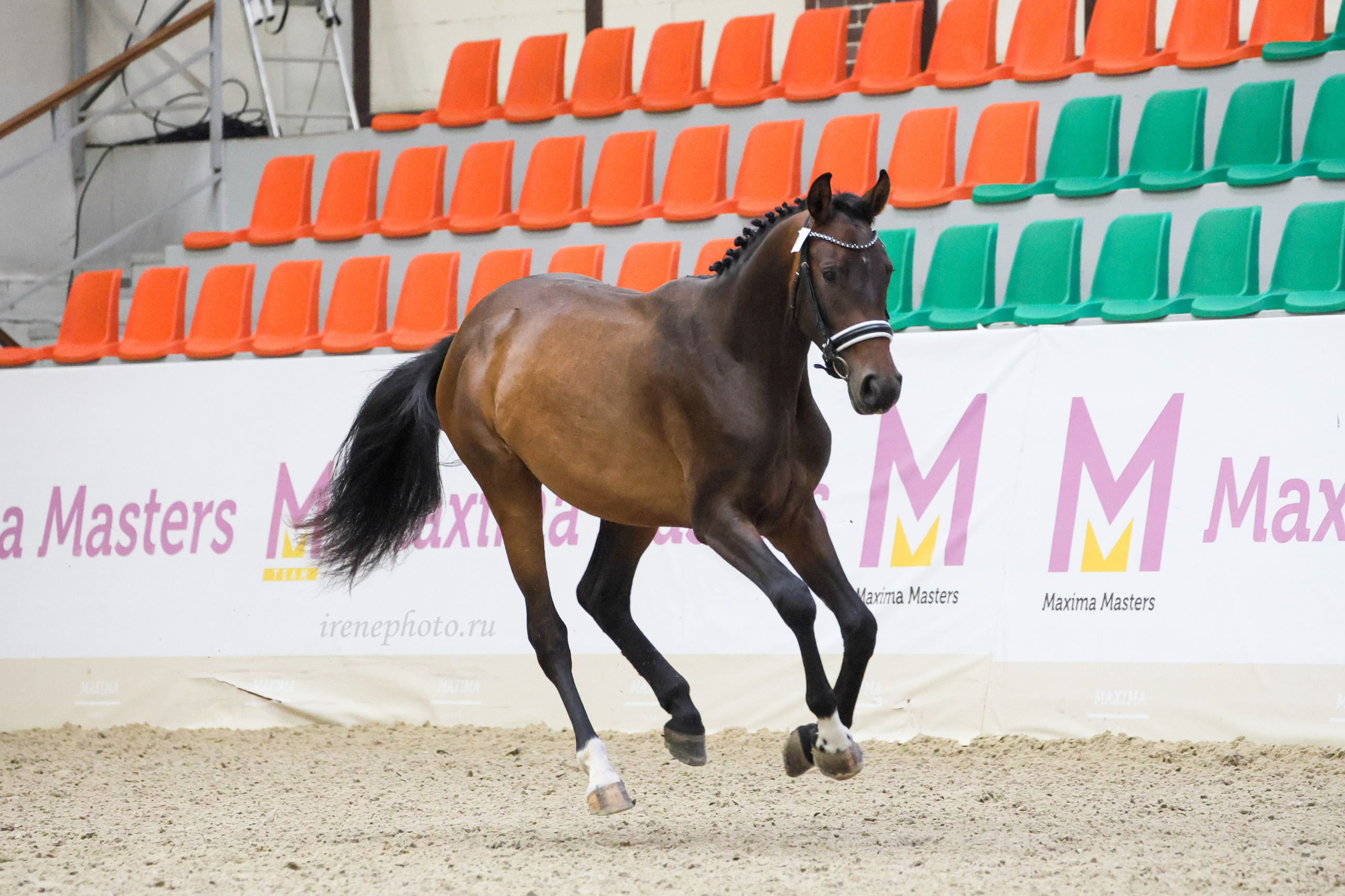 Конная Россия 2024 Оценка двигательных качеств. Irenephoto.ru