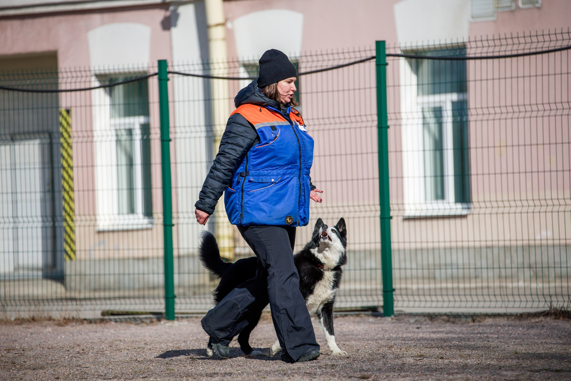 Соревнования «Пошагаем?» от школы дрессировки «Шаги». Irenephoto.ru