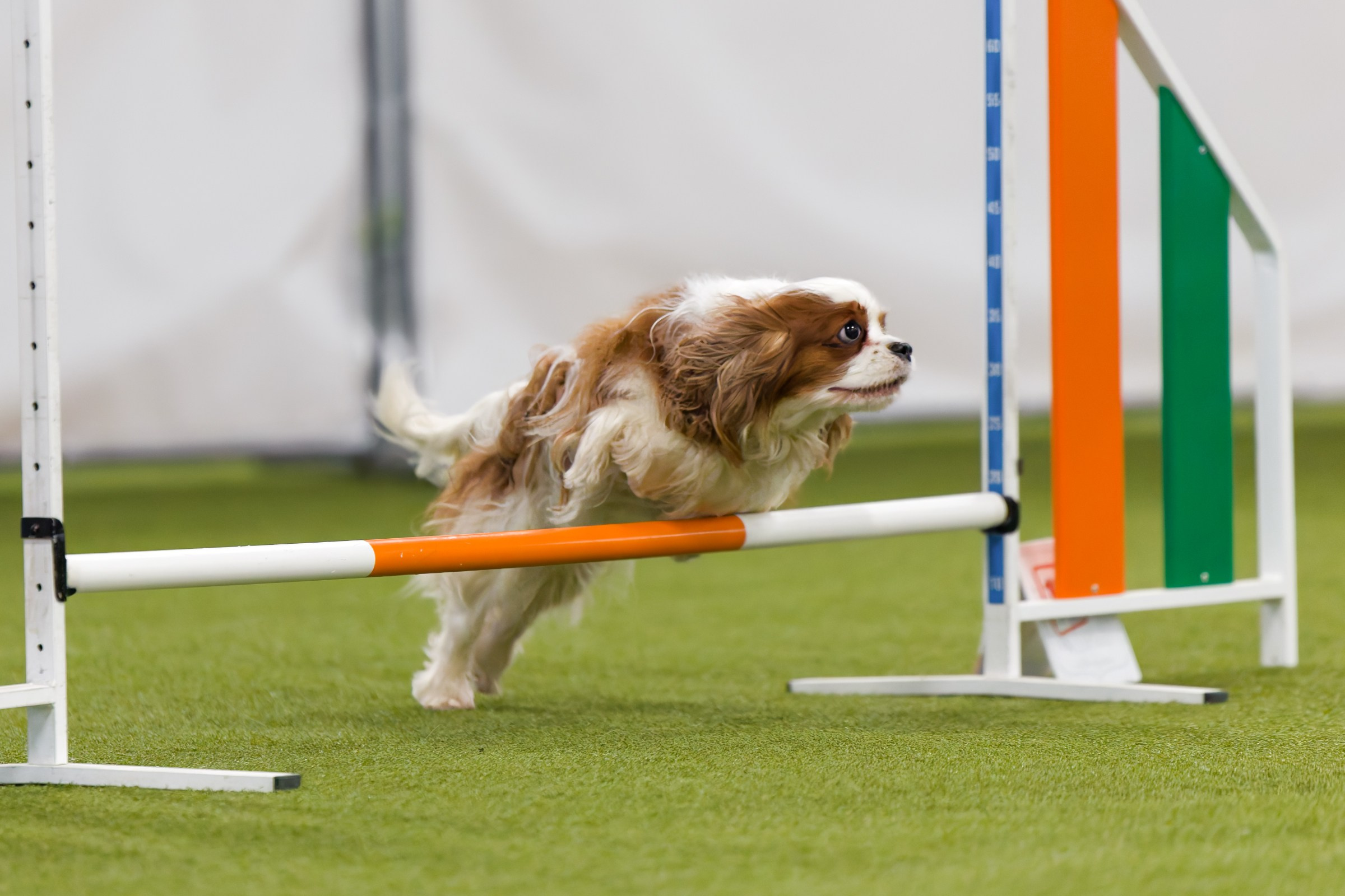 День рождения Пёсбурга — февраль 2025. Irenephoto.ru