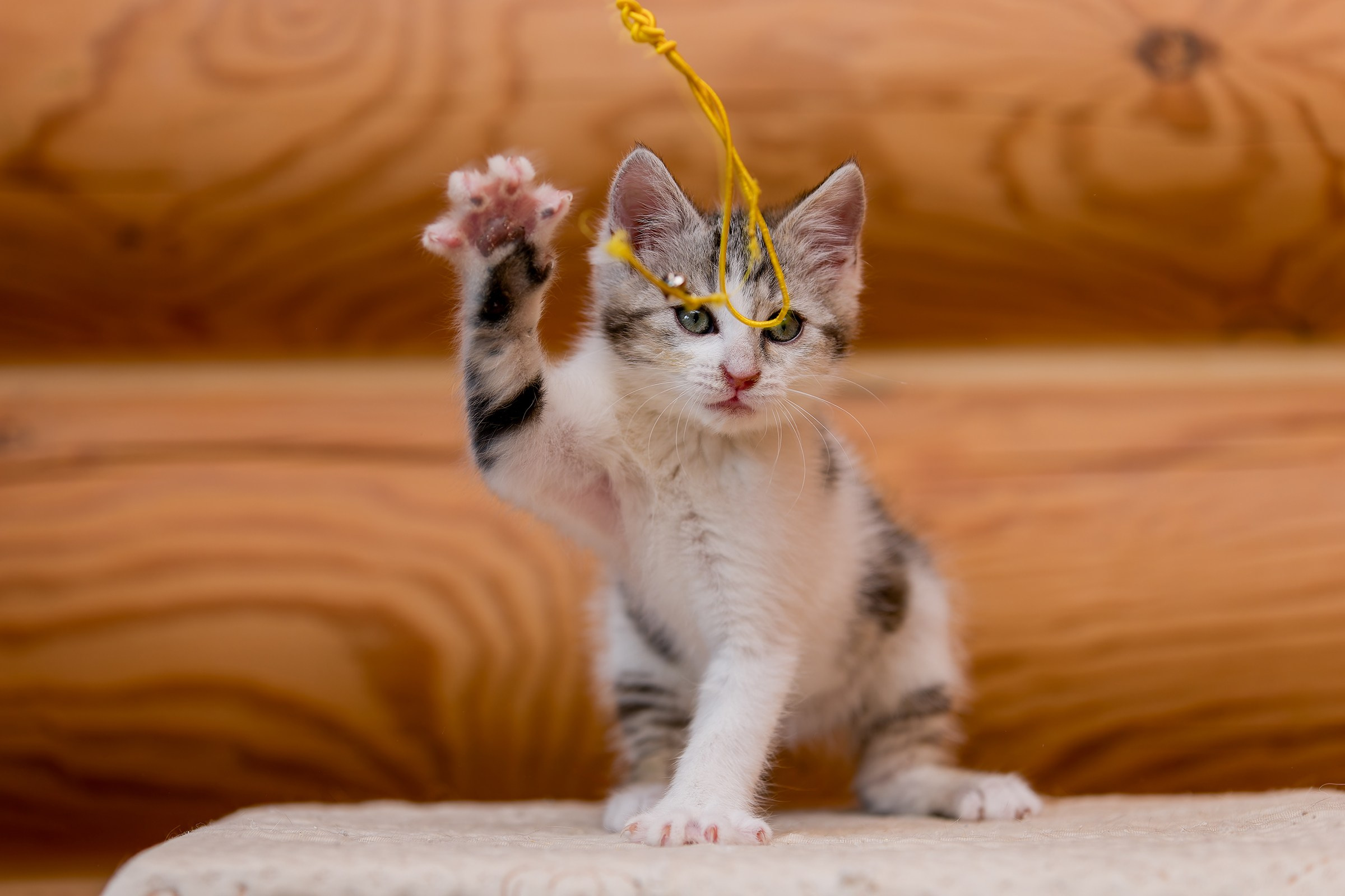Котята. Irenephoto.ru