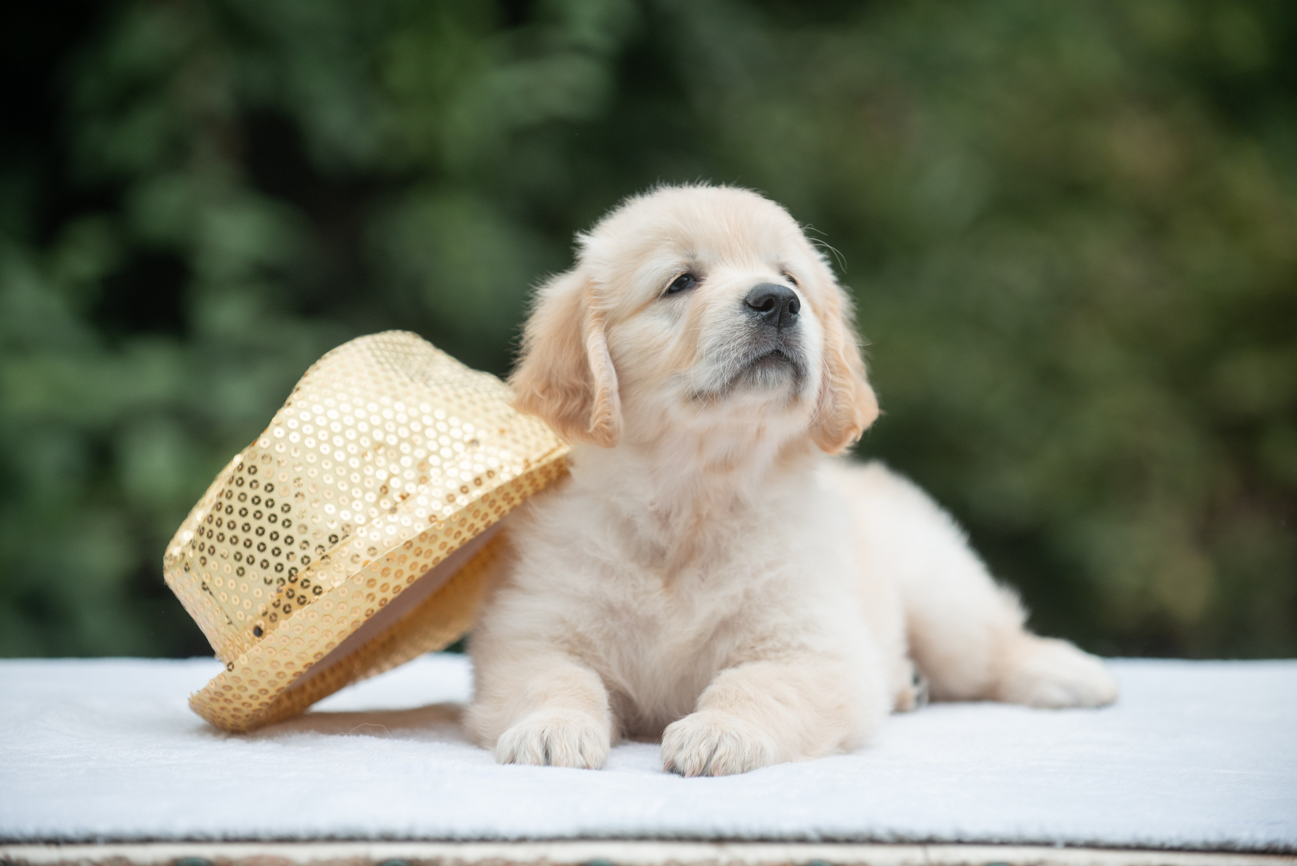 Голден ретривер (щенки). Фотограф-анималист Наталья Светличная