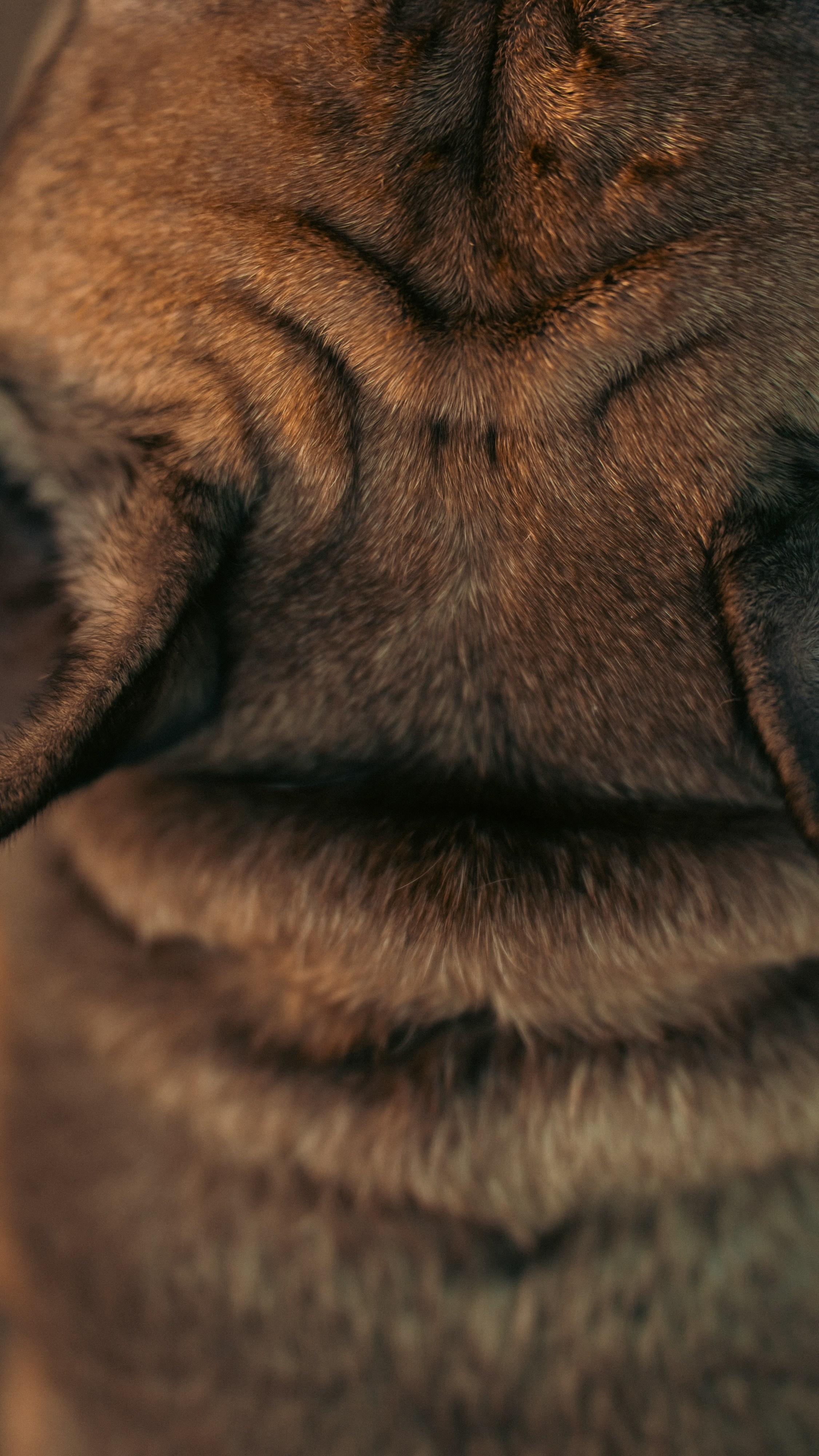 Анастасия и Бенц. Фотограф анималист в Москве и Санкт-Петербурге Свиридова Анна