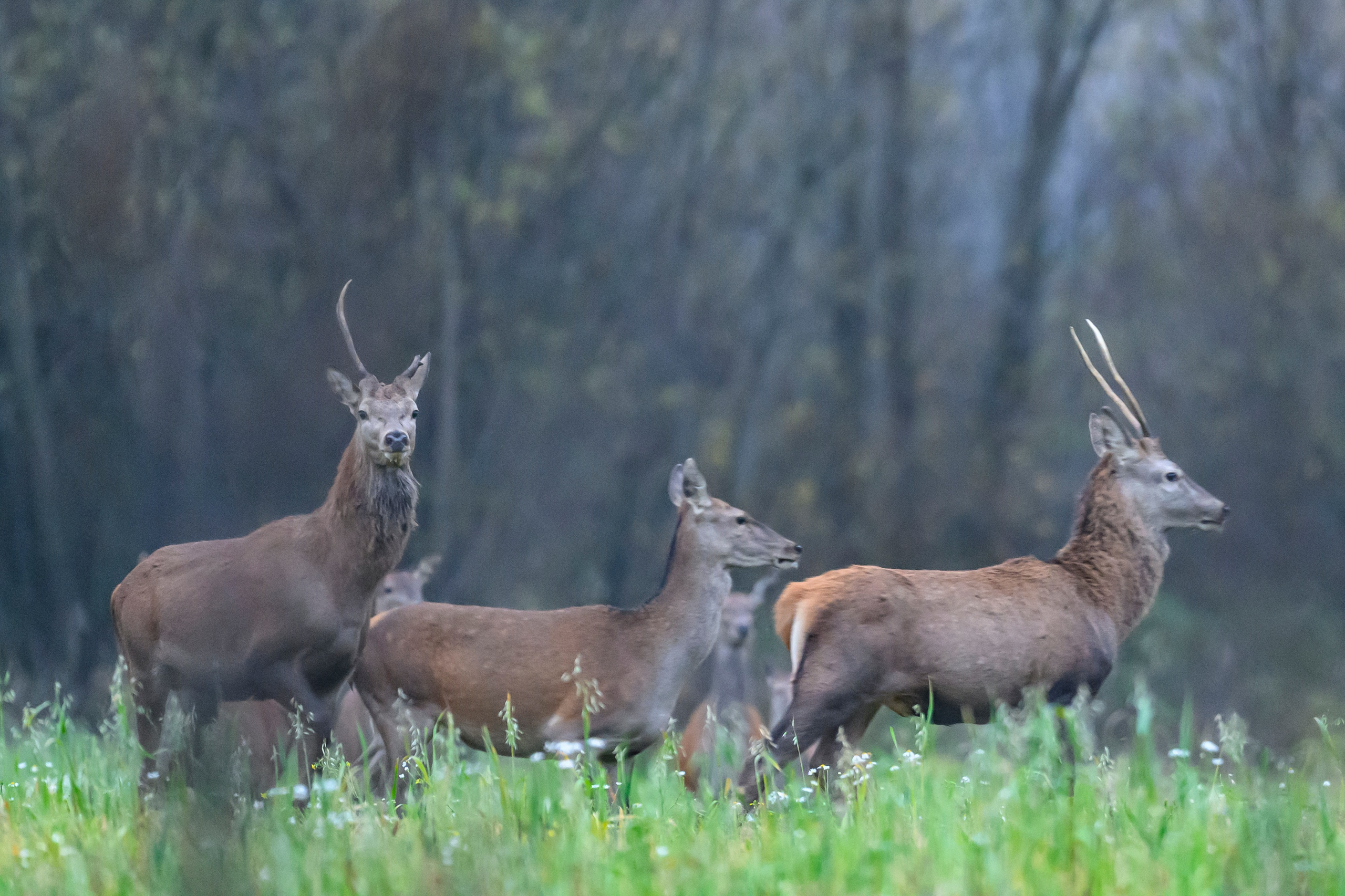Олени III. Wildlife photography by Sergey Puponin
