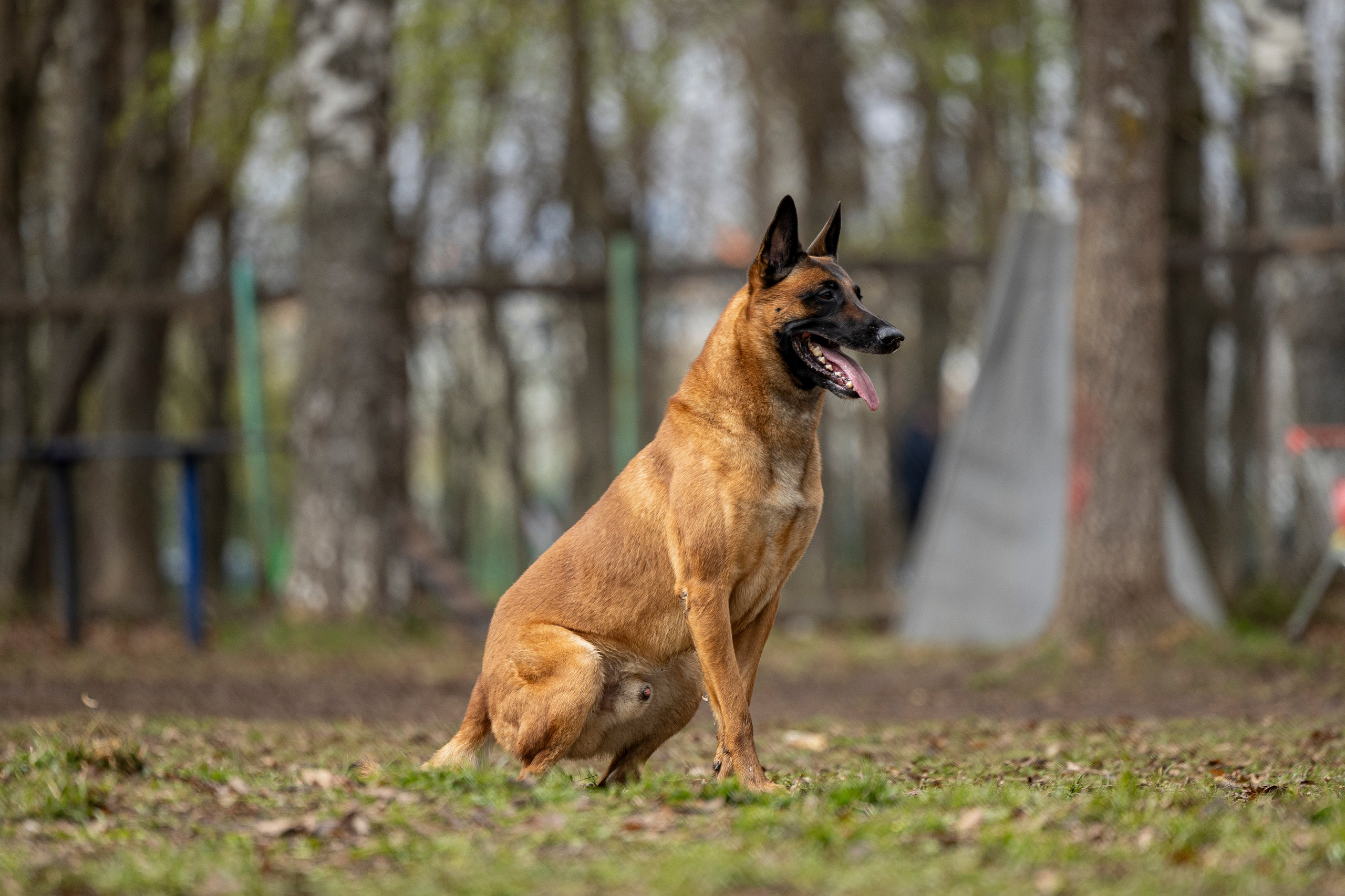 Квалификационные состязания по мондьорингу г. Вологда 11.05.24. Фотограф-анималист Анна Маринич