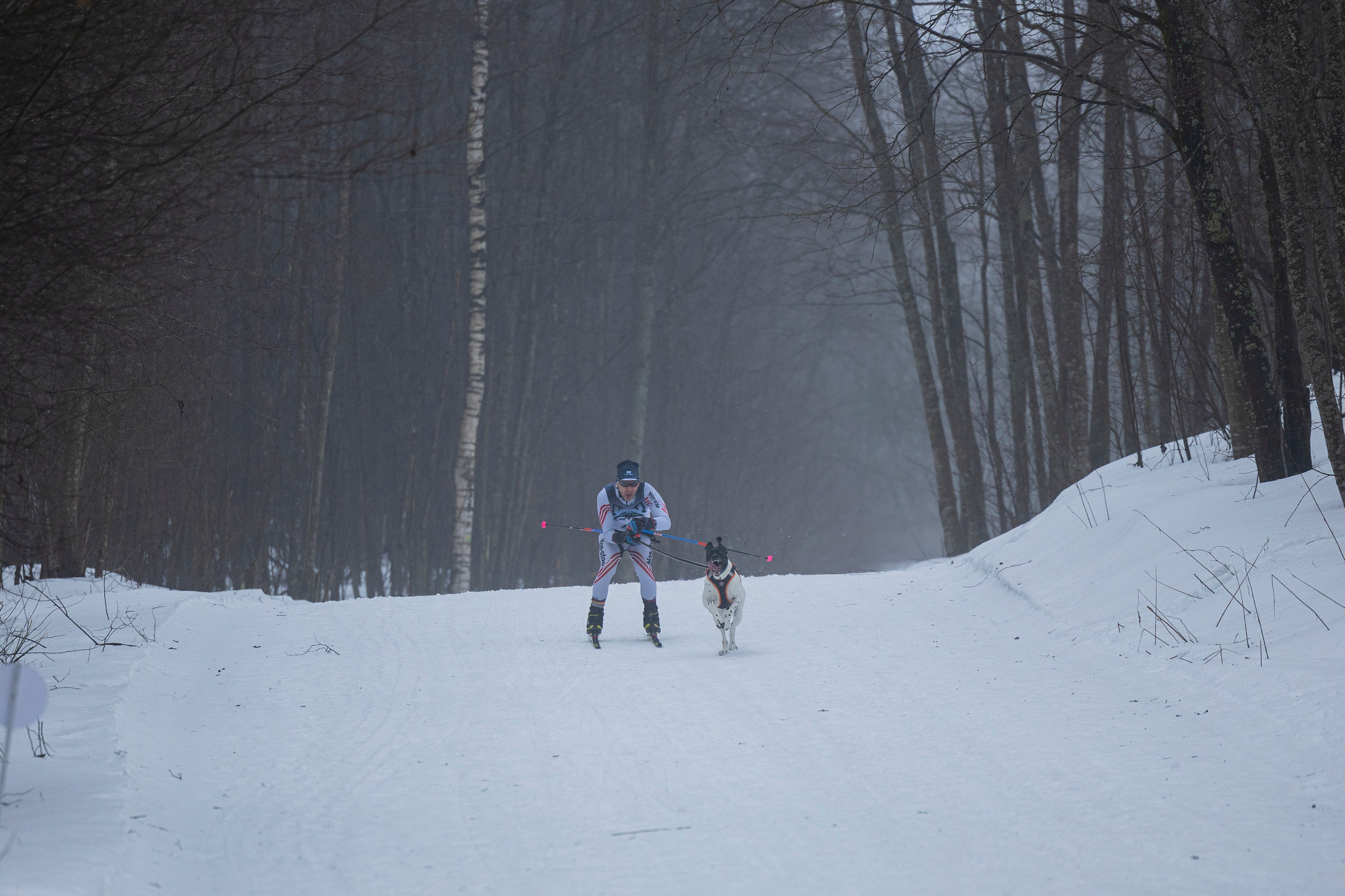 Зимний Чемпионат Санкт-Петербурга по ездовому спорту. Фотограф-анималист Анна Маринич