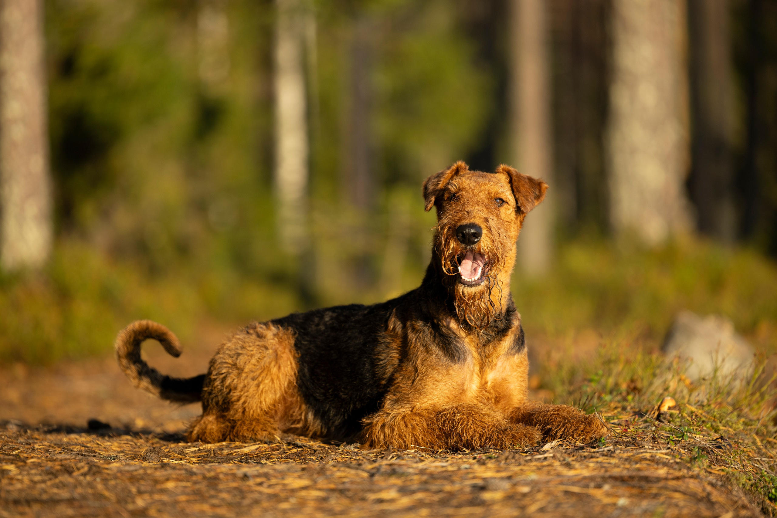 Харди. Фотограф-анималист Анна Маринич