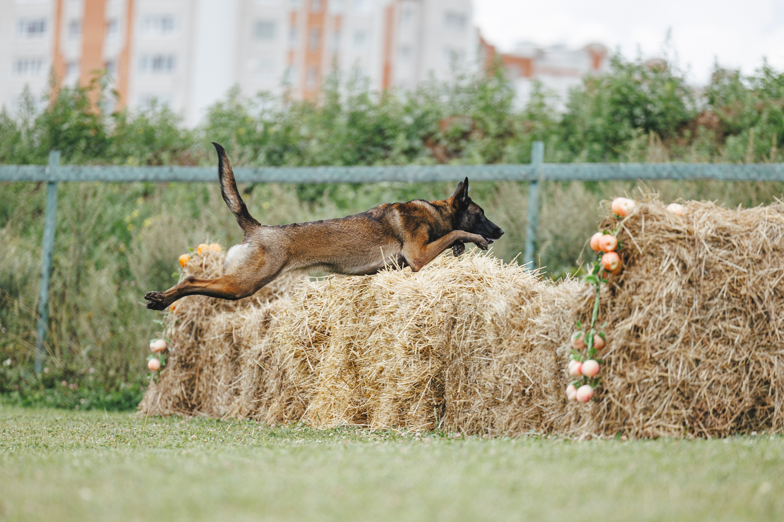 08.08.25-10.08.25 ЧР по мондьорингу г. Вологда. Фотограф-анималист Анна Маринич