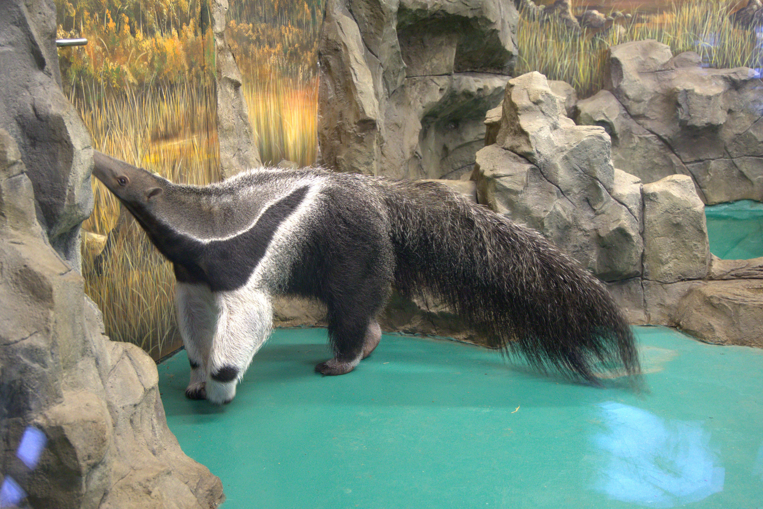 ЗООПАРК. ФОТОГРАФ В МОСКВЕ СТАНИСЛАВ КОБЗЕВ