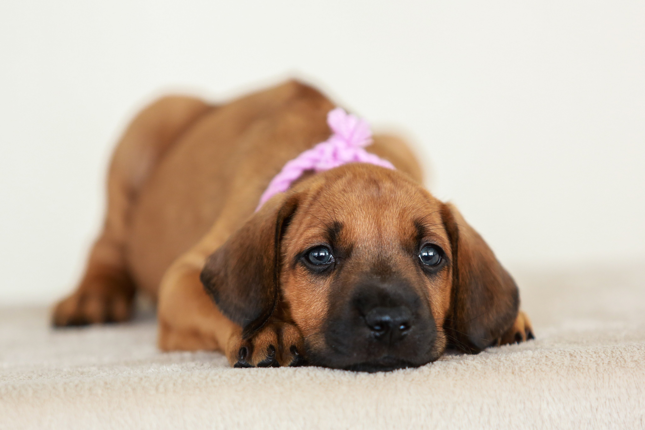 Щенки. Семейный и детский фотограф в Москве Мария Быкова