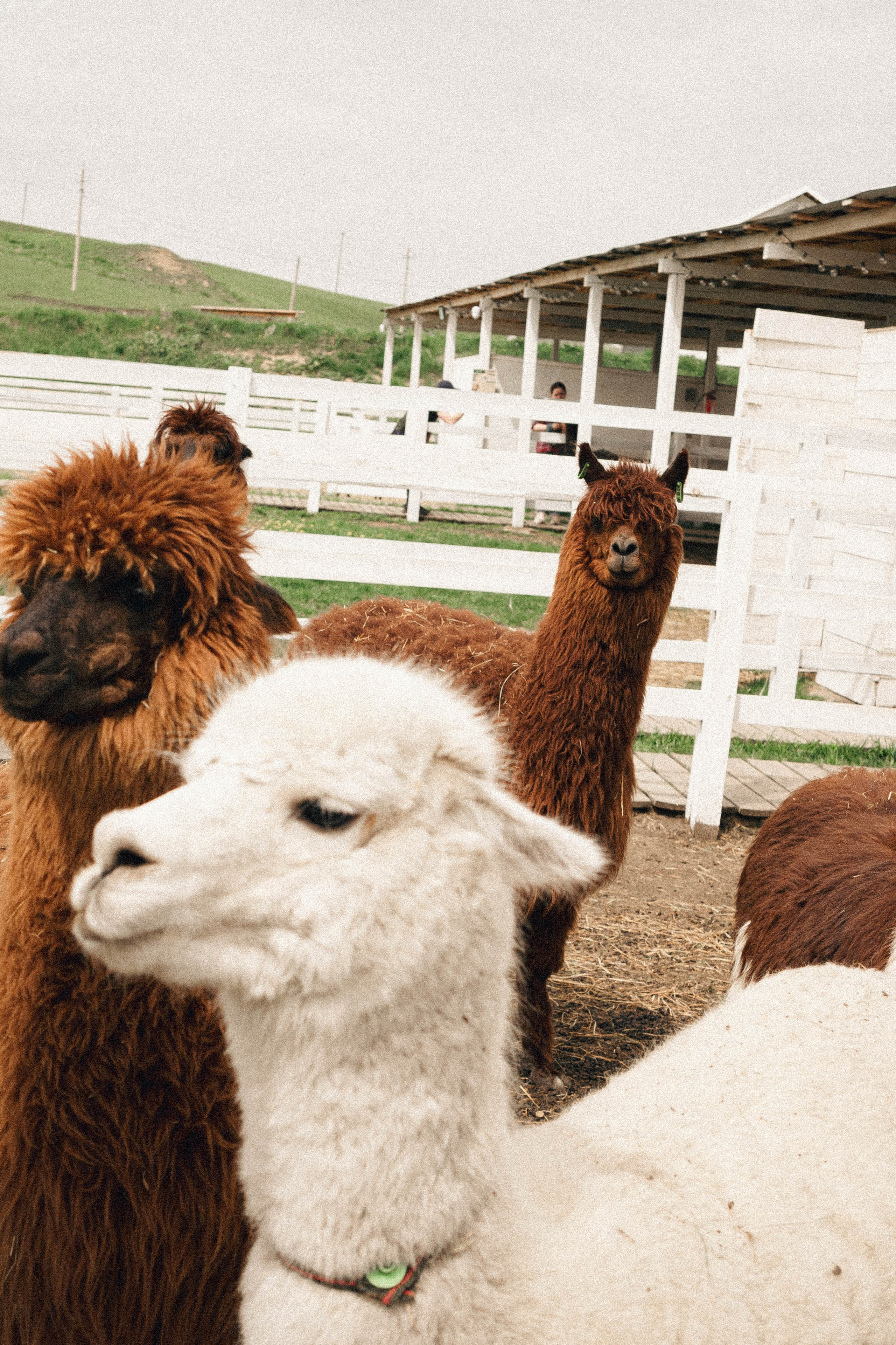 Ферма Альпак. Профессиональный фотограф, Санкт-Петербург — Виктория Богомолова