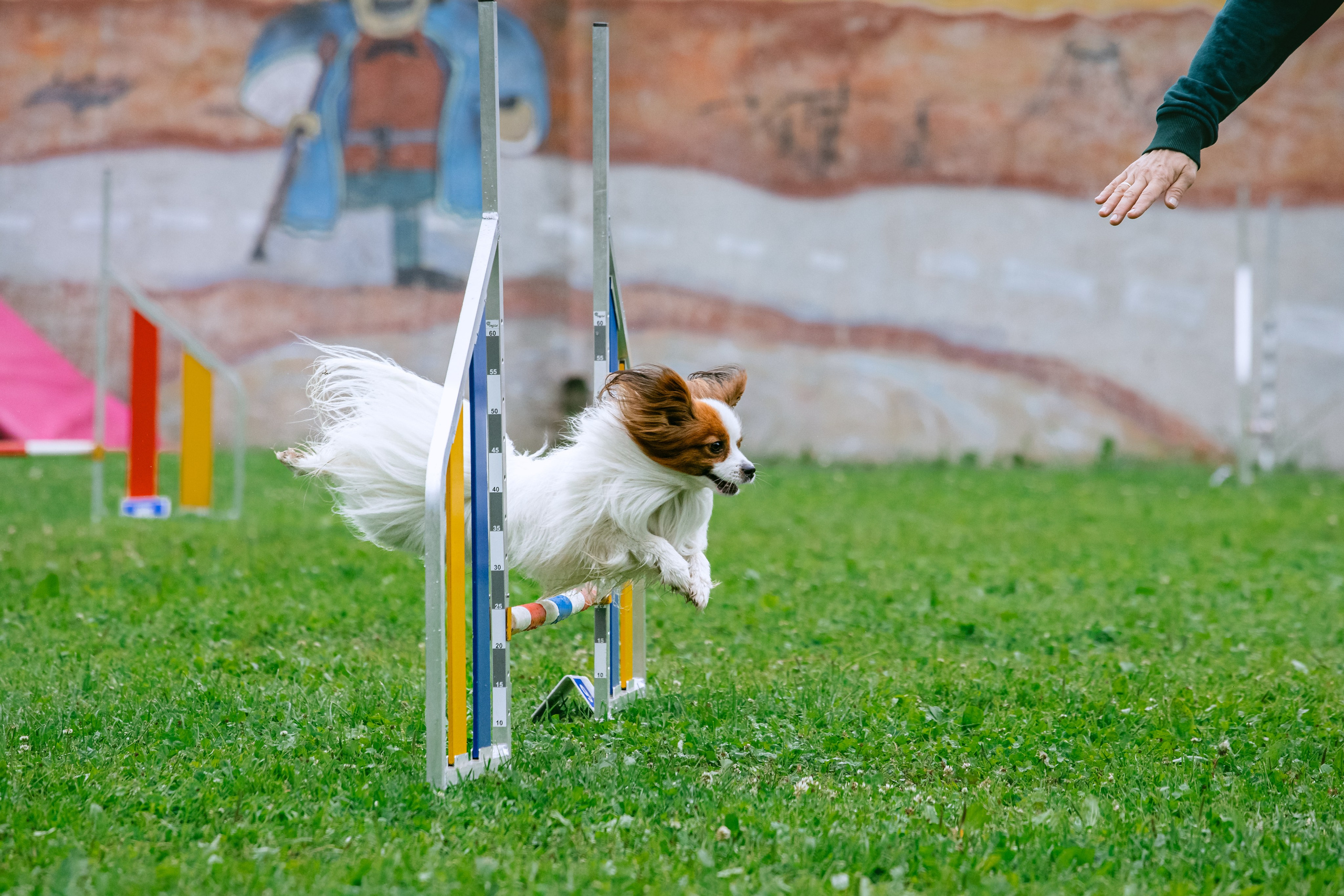 Соревнования по аджилити Долгопрудный 30.06.2025. Фотограф-анималист Татьяна Степанова