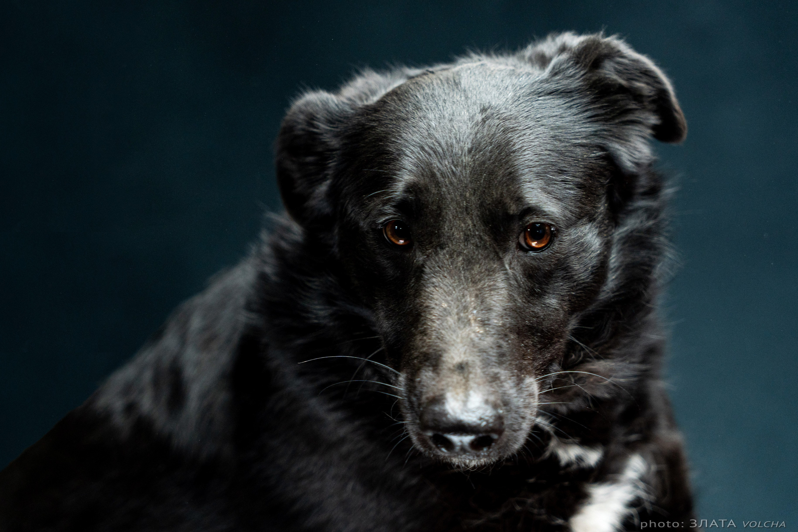 Собаки в студии. Фото, видео, монтаж