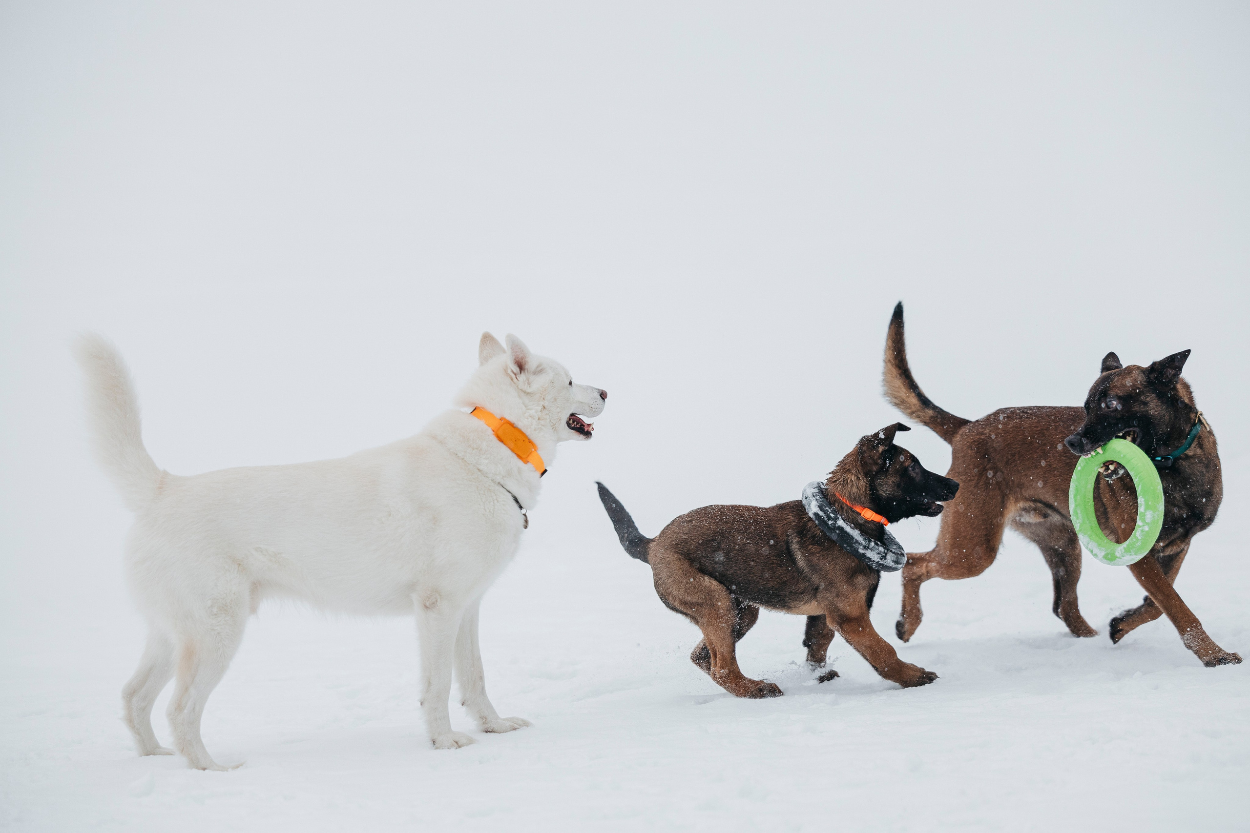 Карьер. Фотограф-анималист Анна Маринич