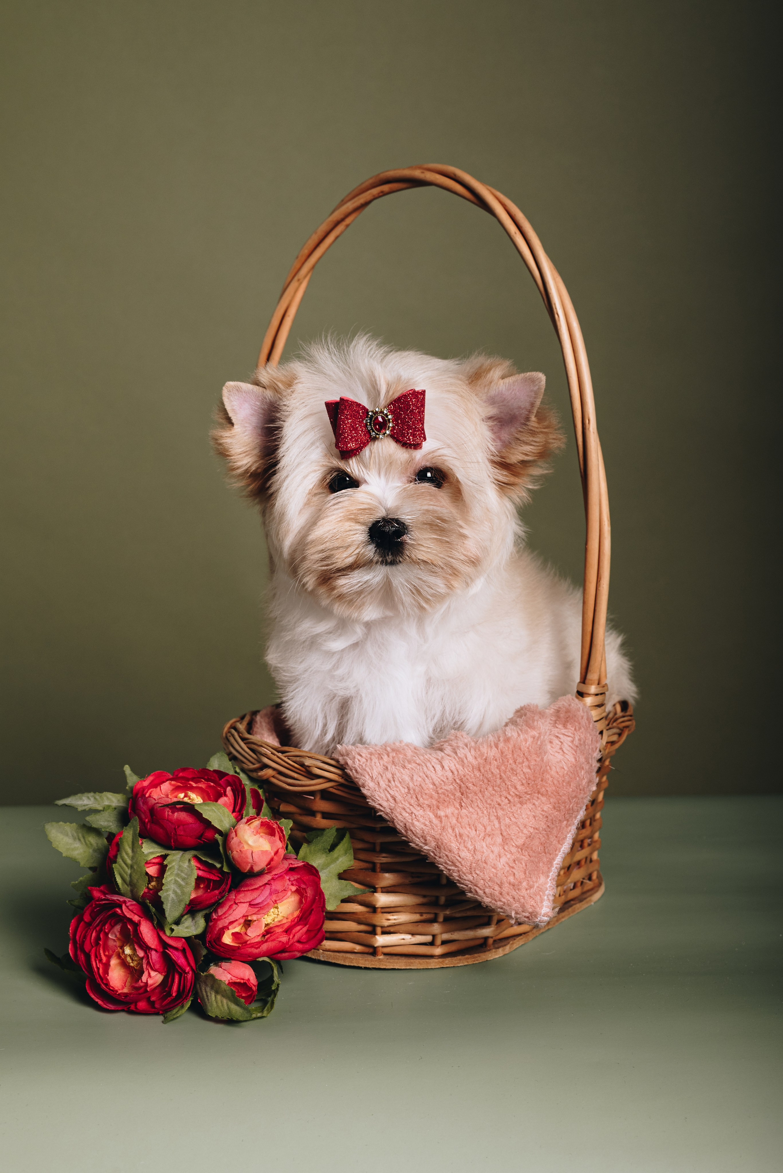Russian Salon Dog. Natalia Finch Photography — Family, Kids & Pet Photographer in Chicago, IL