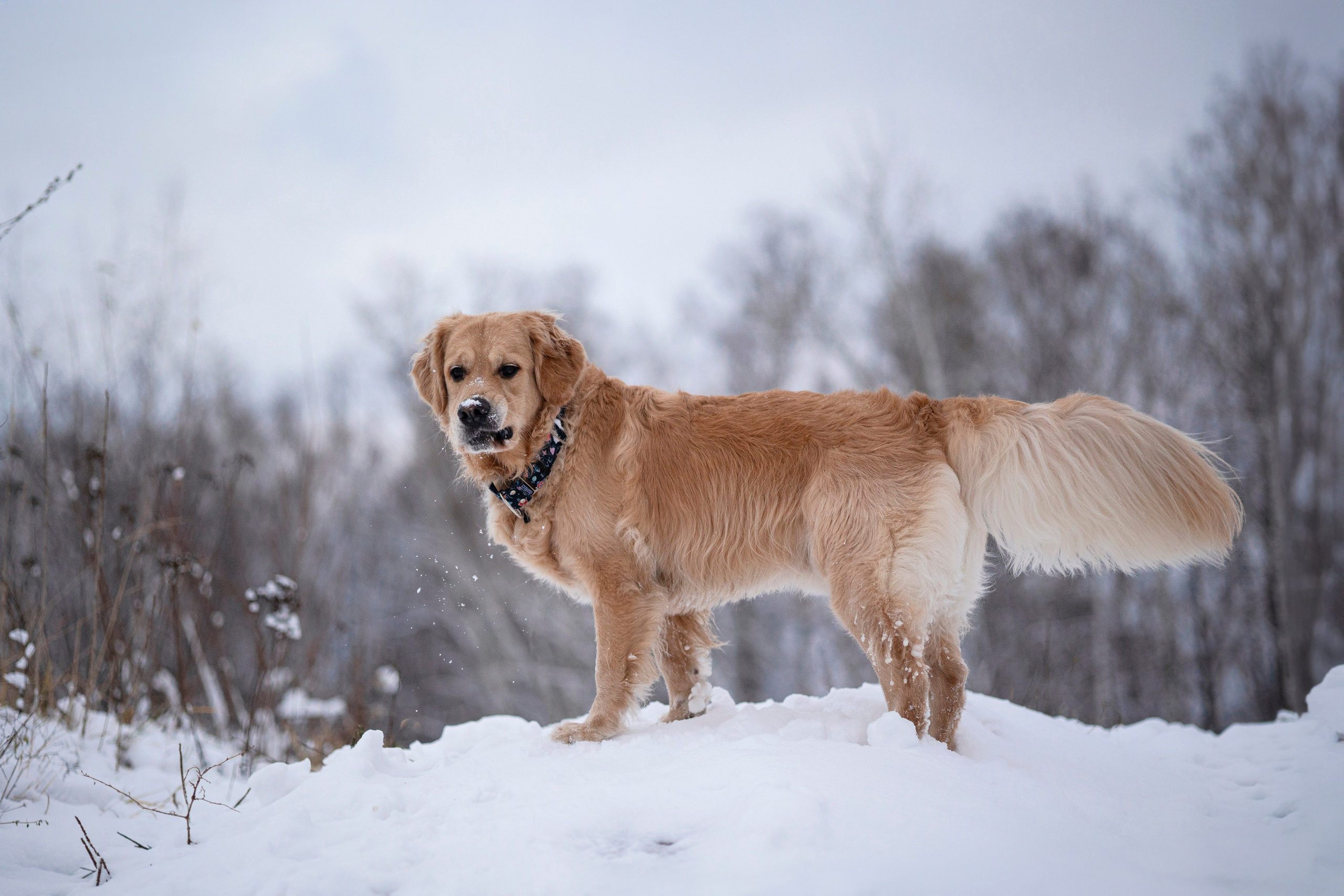Съемка с собакой. Анастасия Белаш