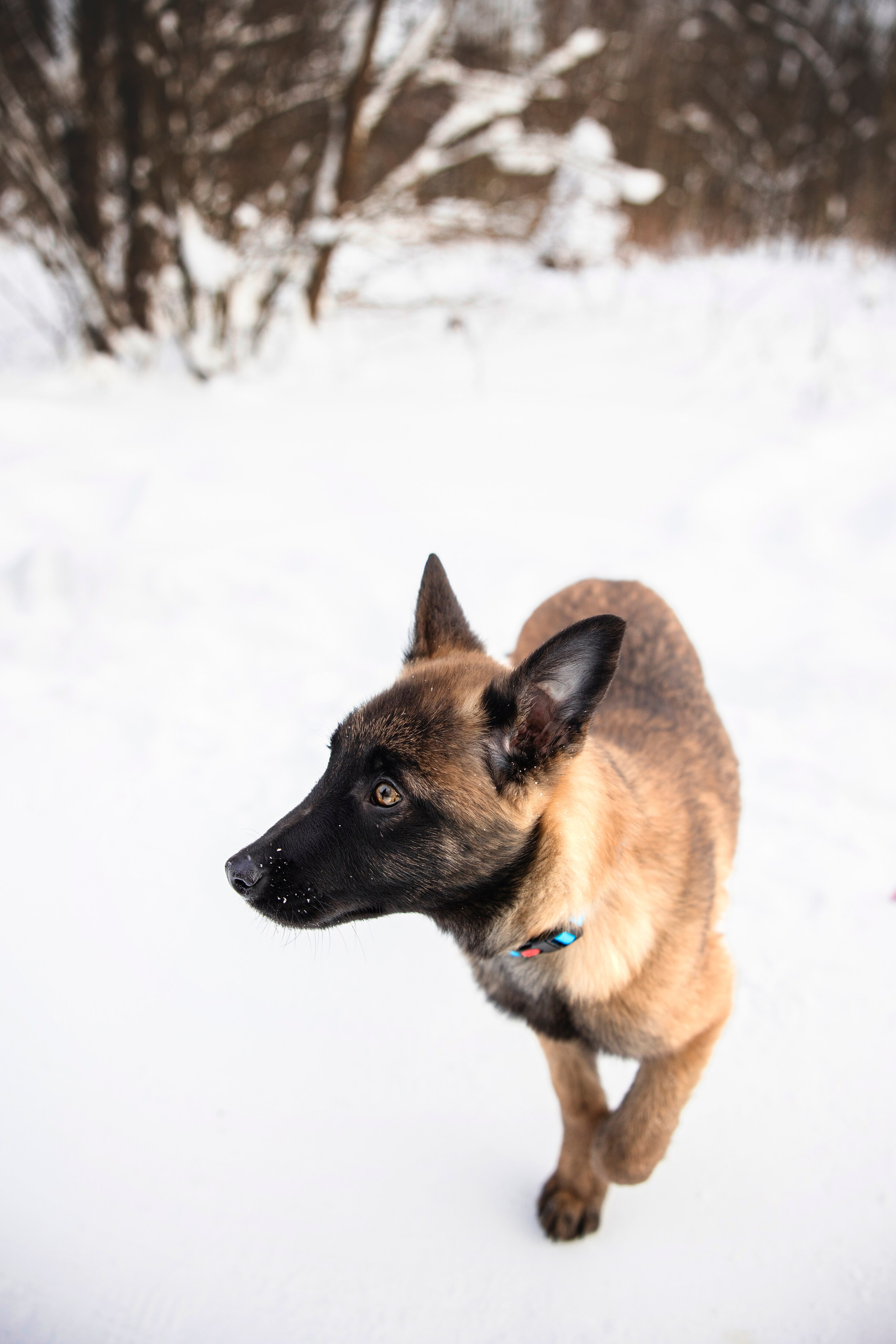 Бэлла и Панда. Анастасия Белаш