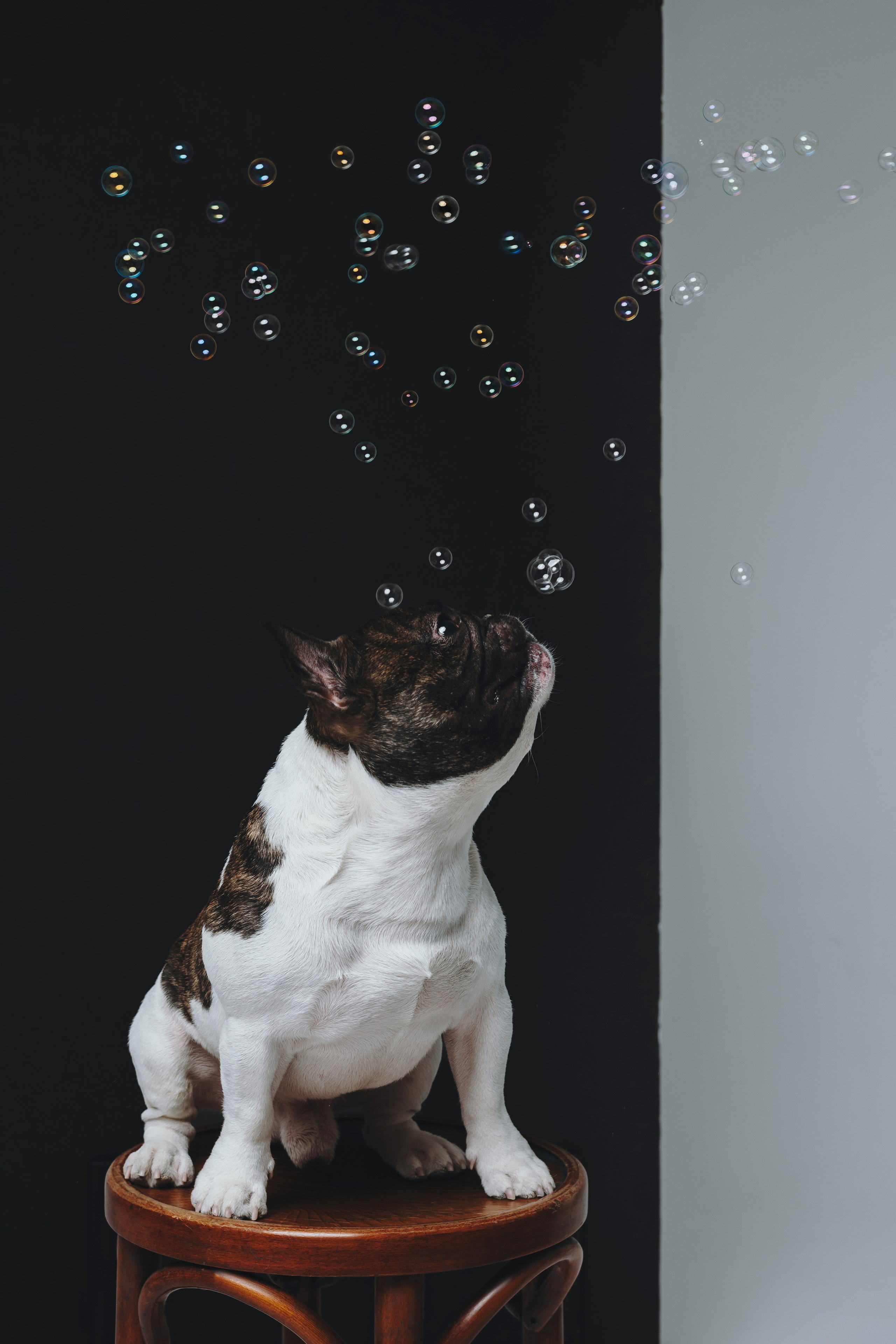 Анна, Юля, грогу и Винс. Фотограф — анималист Владивосток, Алина