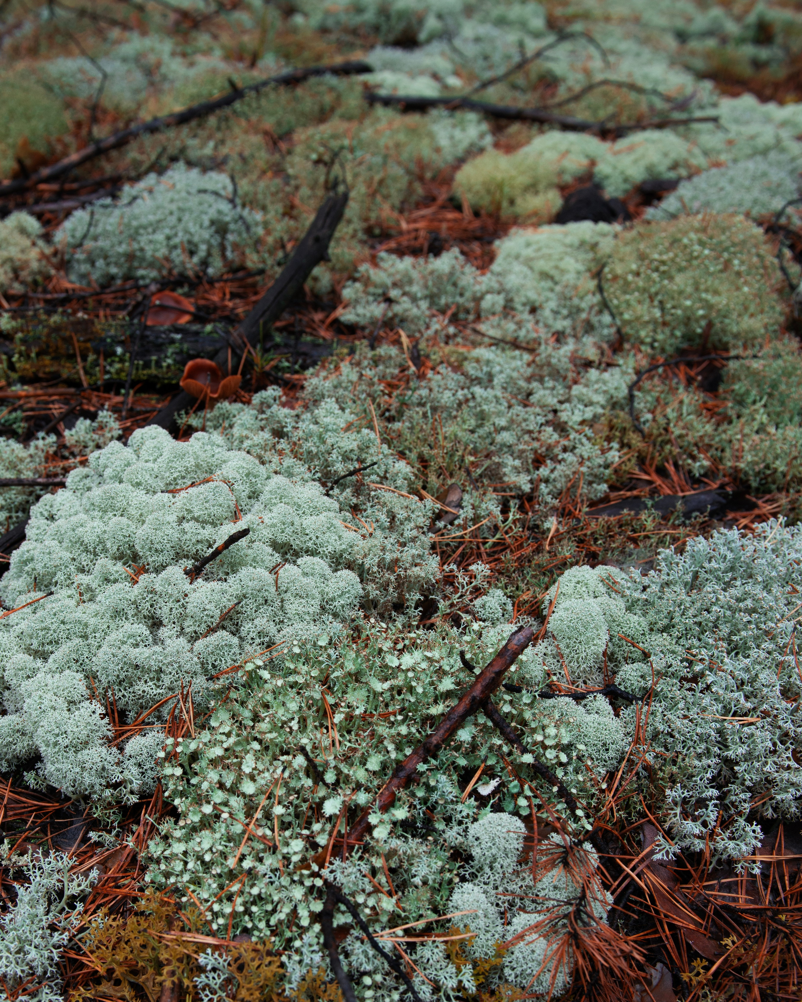 Ну вот как эту красоту не показать? А точнее, как о ней рассказать, если не показать?. Предметный фотограф и ретушер Улан-Удэ Алла Белова