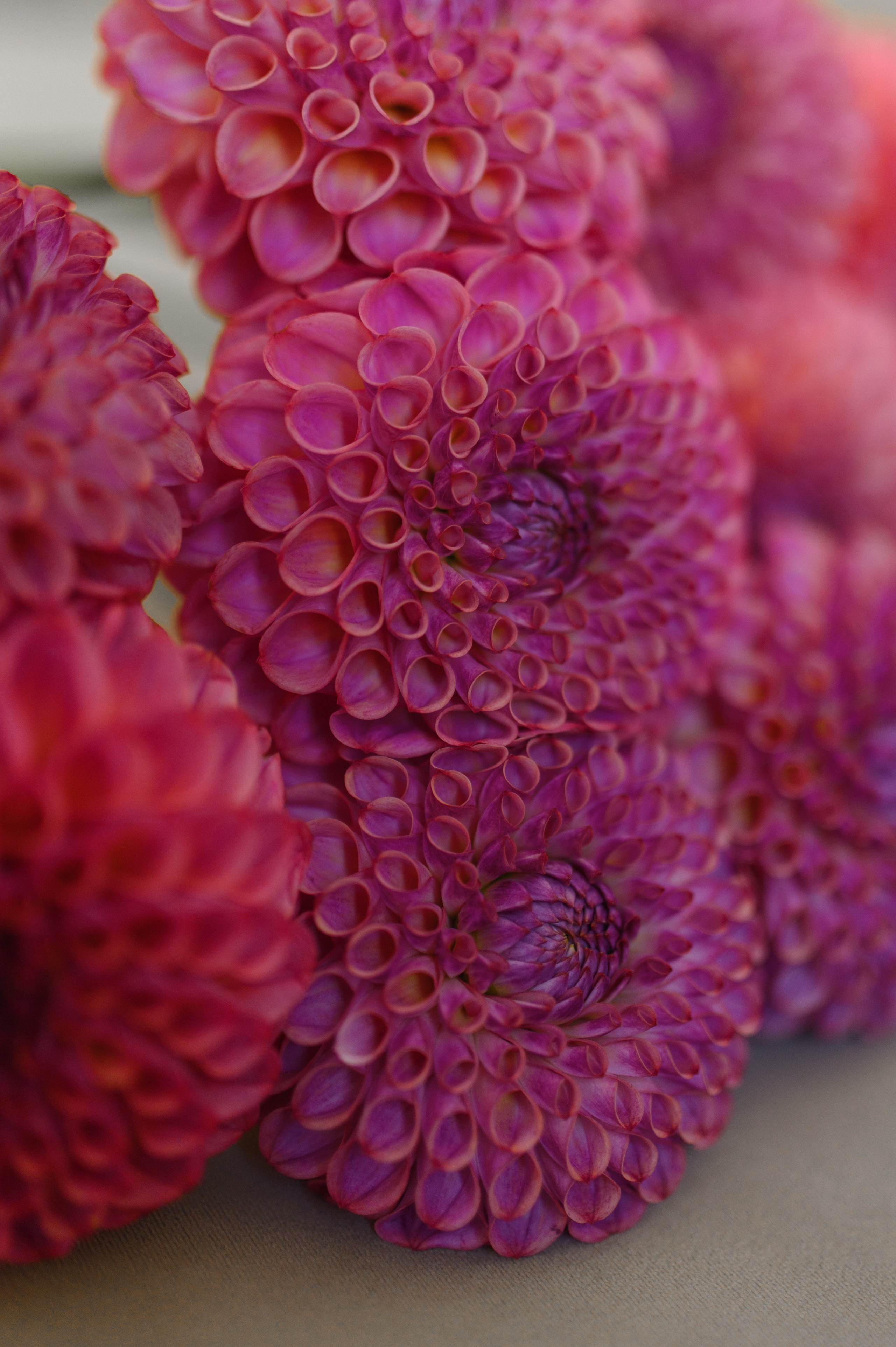 Лена. Свадебный и портретный фотограф в Санкт-Петербурге Ирина Келина