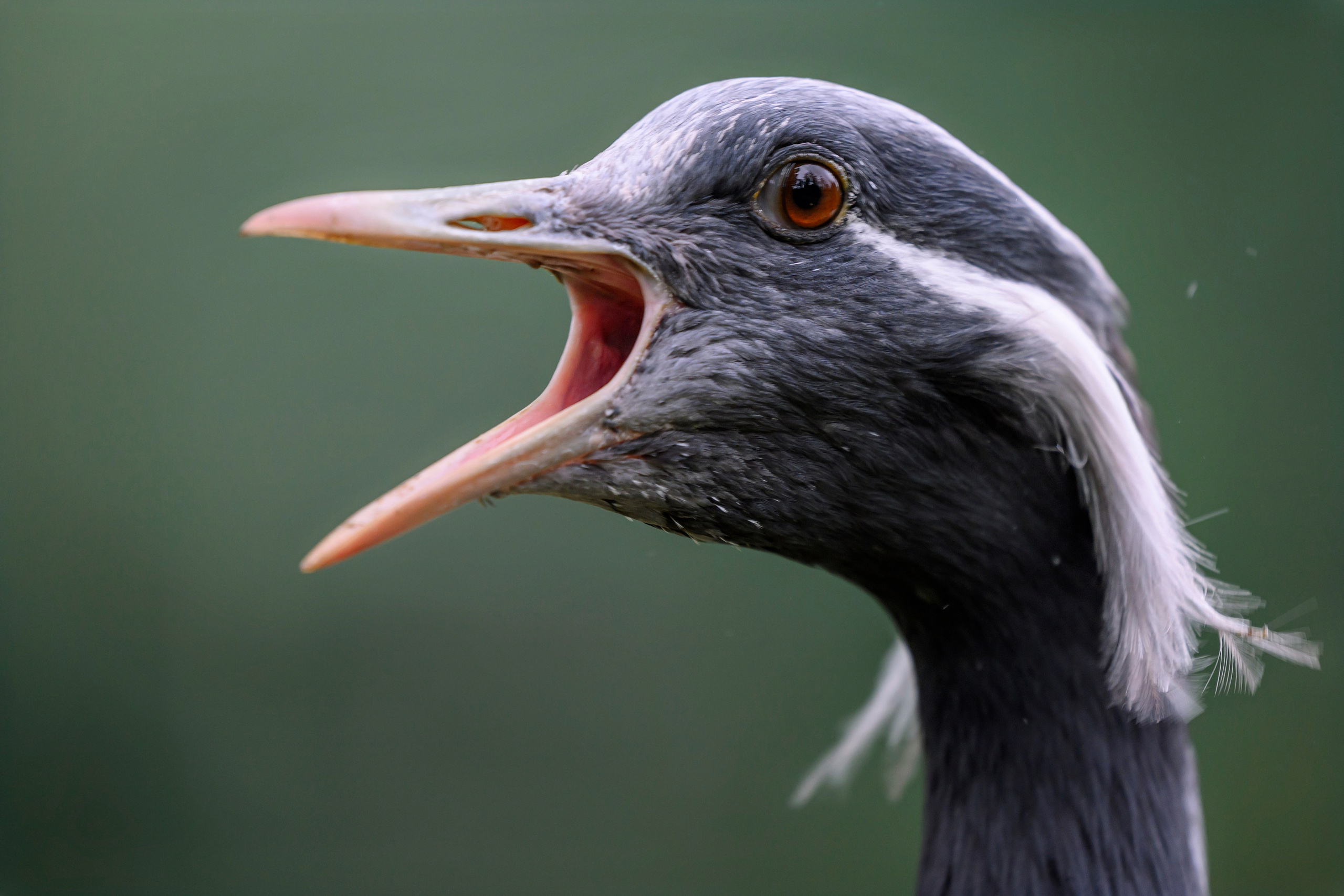 Красавки, цапли, утки: Парк Ближняя дача. Wildlife photography by Sergey Puponin
