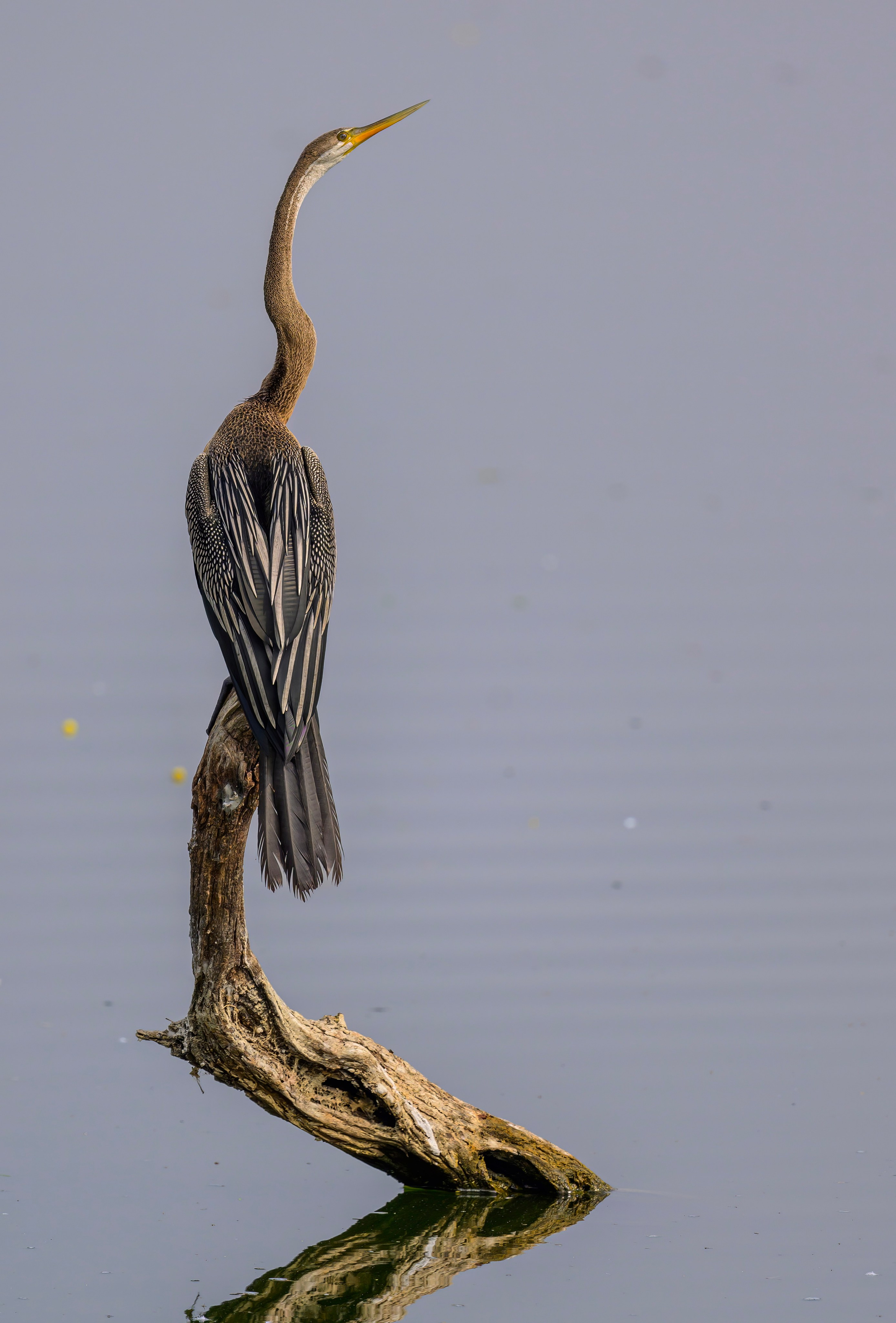 Раджастан, Индия. Wildlife photography by Sergey Puponin