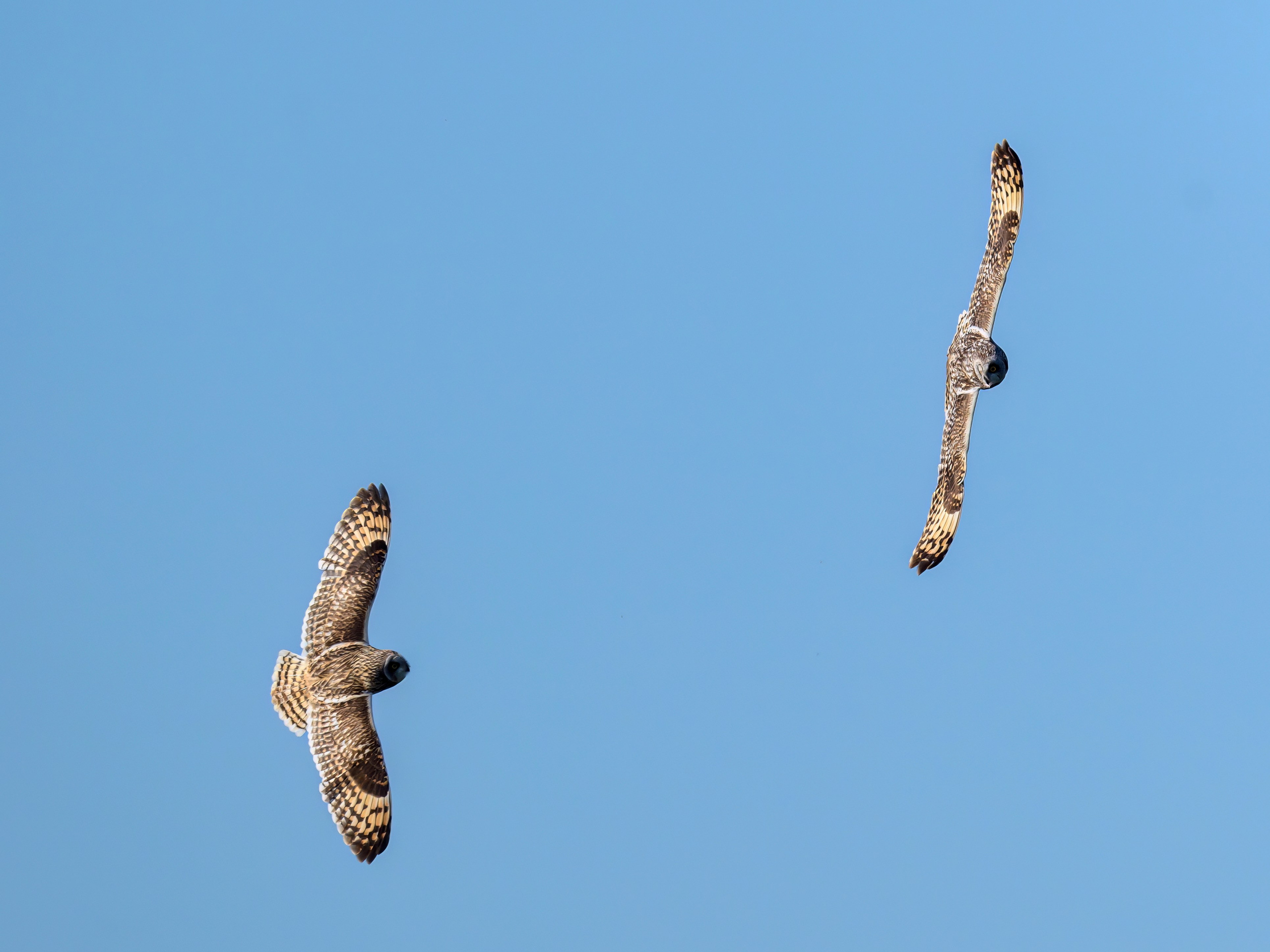 Совы играют в догонялки. Wildlife photography by Sergey Puponin