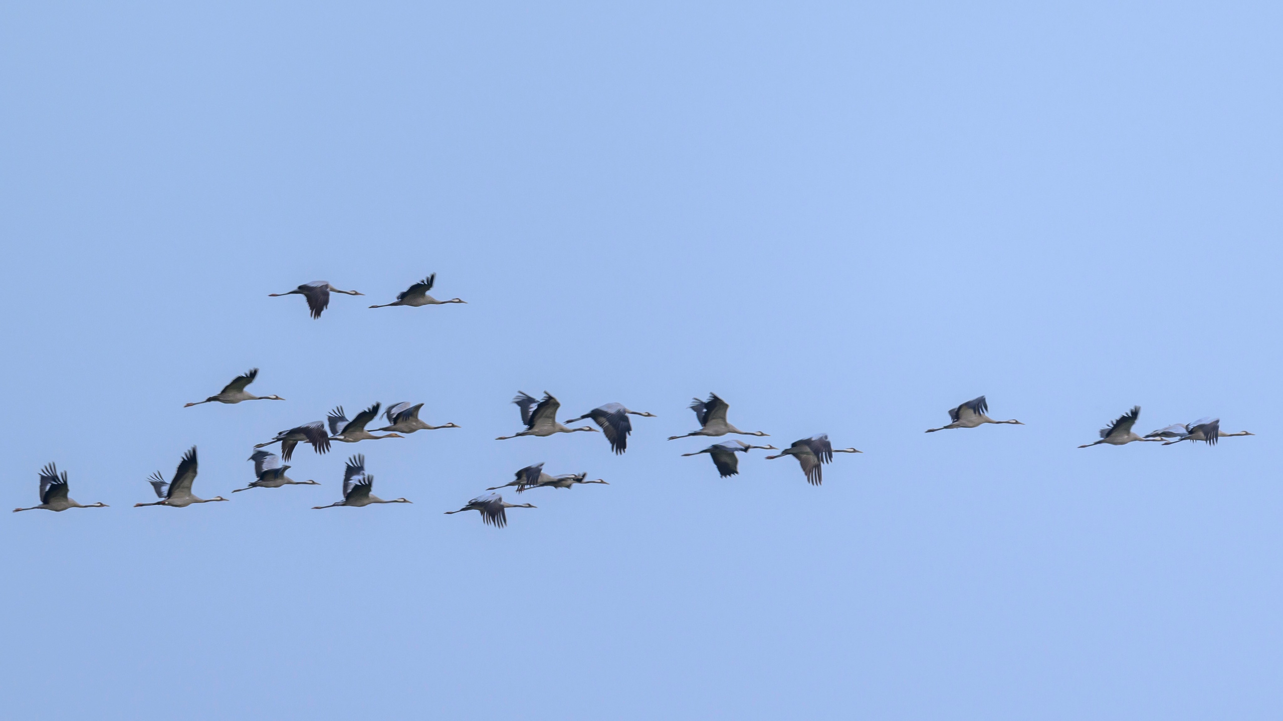 Журавли и большой подорлик. Cranes and Greater spotted eagle. Фотограф Сергей Пупонин