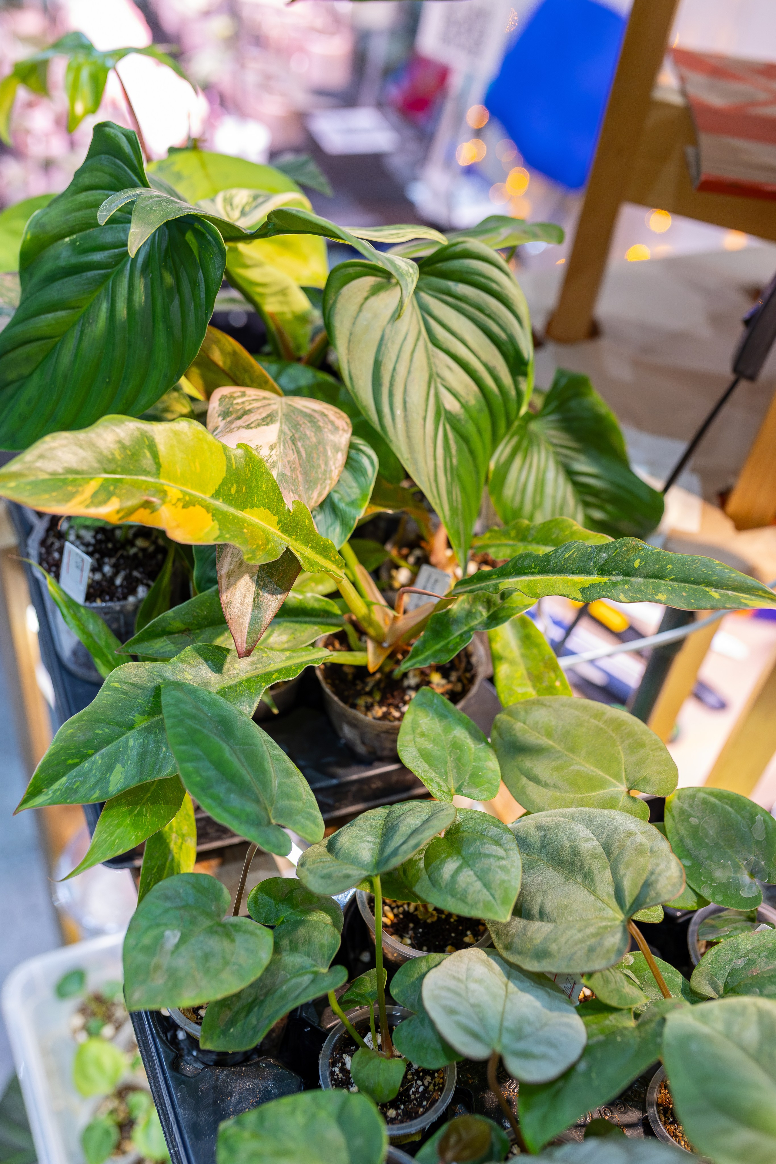 Орхидиум 12.2025. Александра Куликова фотограф, Москва