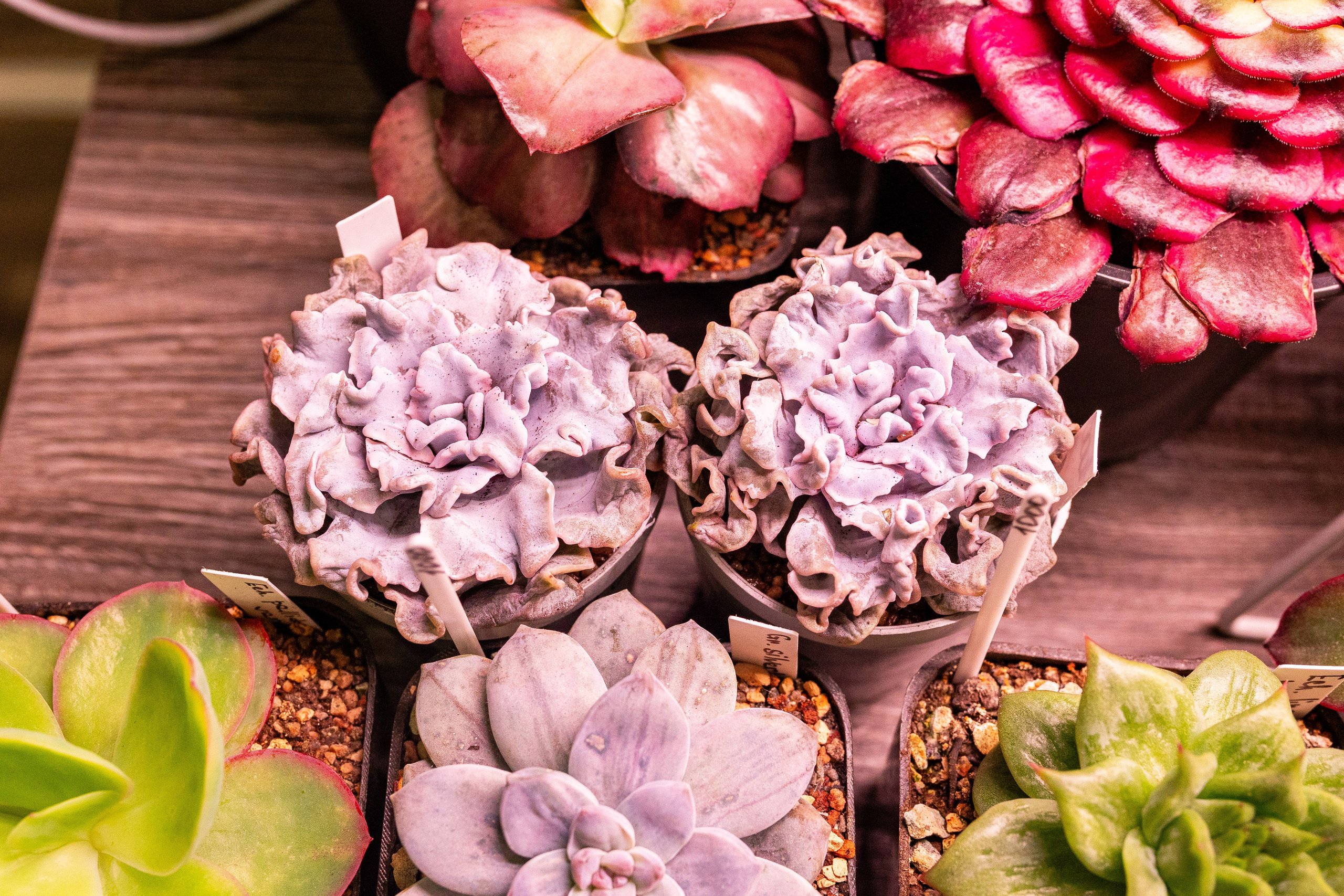 Green_Rare Ярмарка февраль 2025. Александра Куликова фотограф, Москва