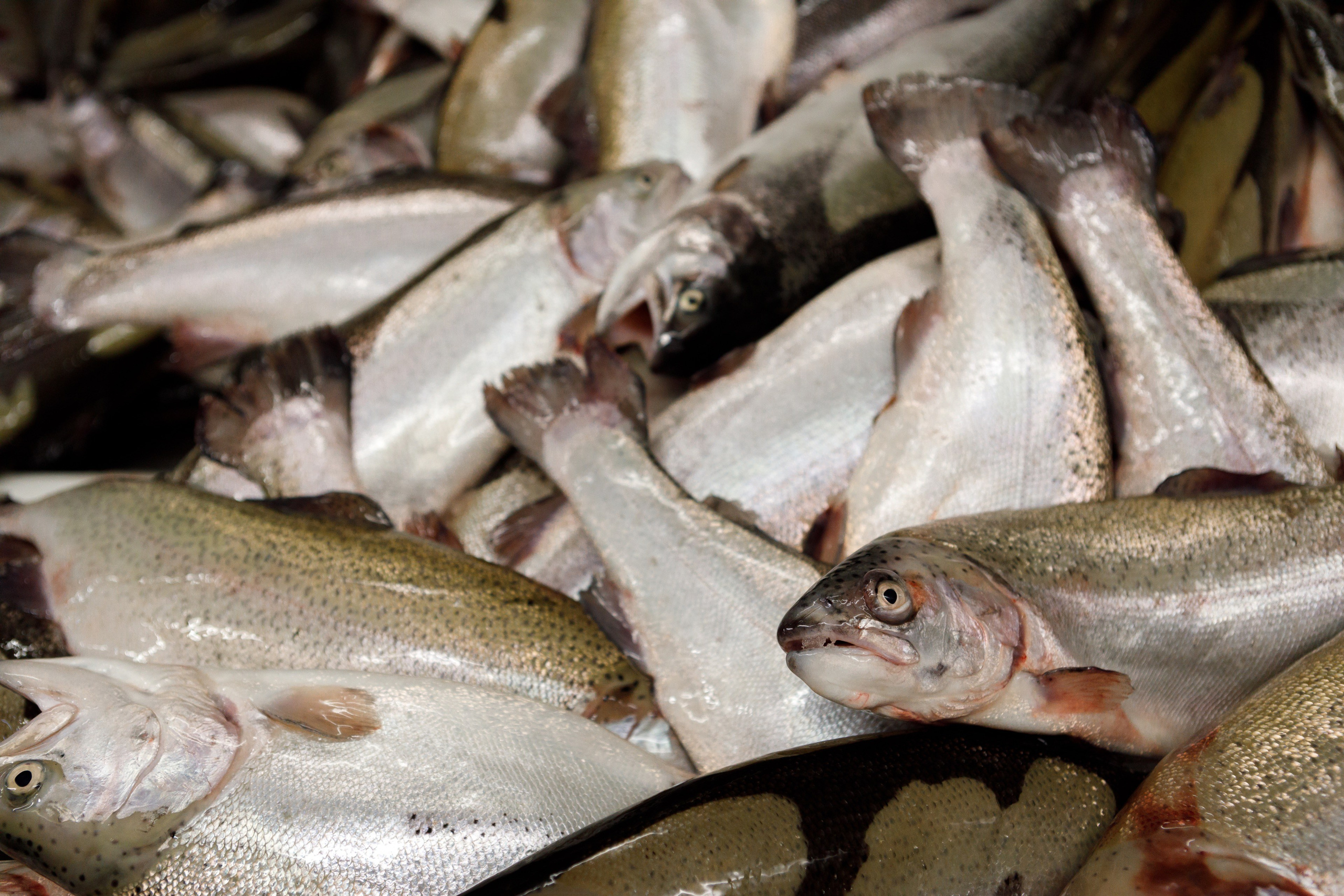 Kala-Ranta Trout Farm. Commercial photographer | Anton Ermakov