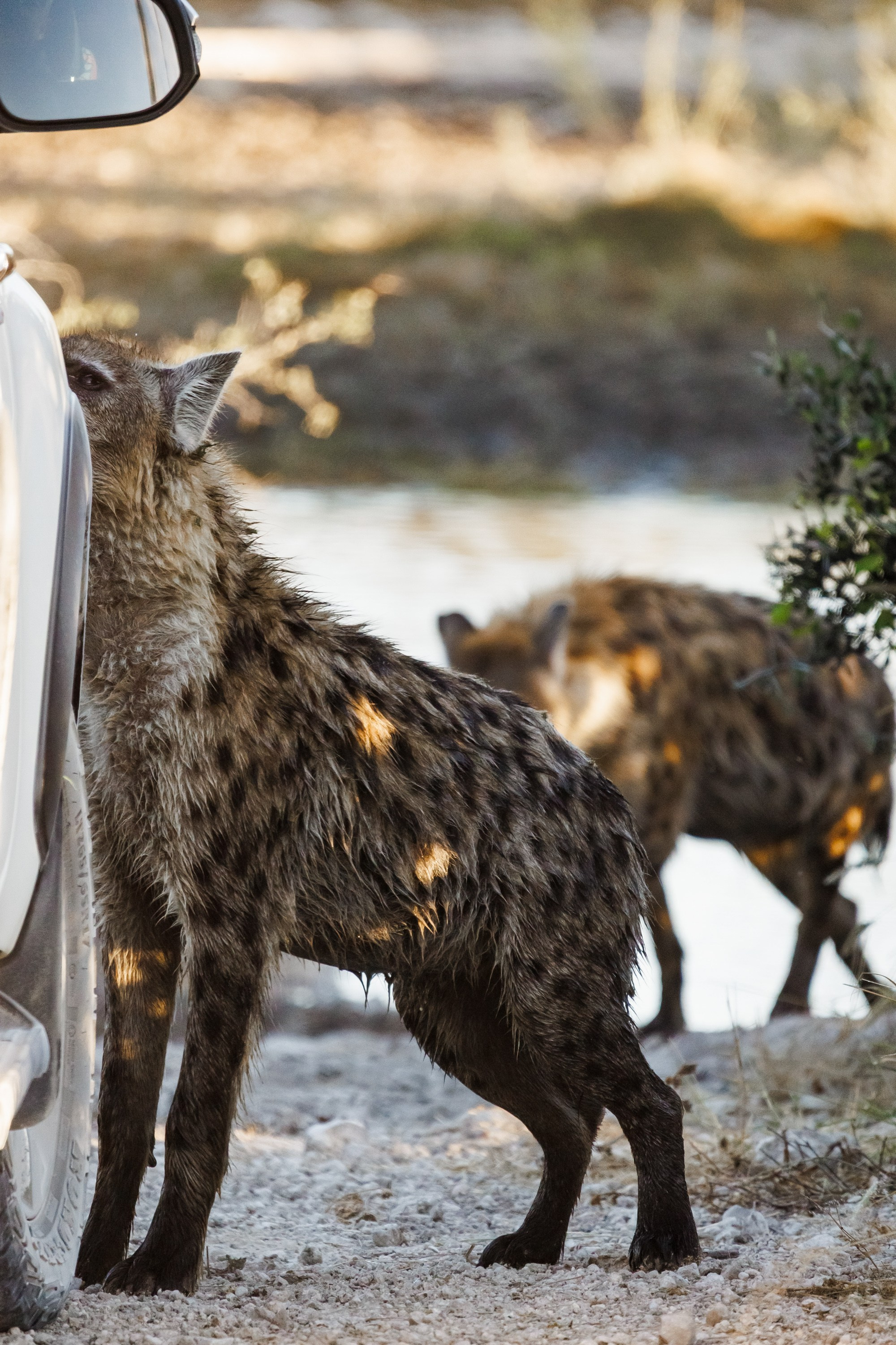 НАМИБИЯ. Роадтрип