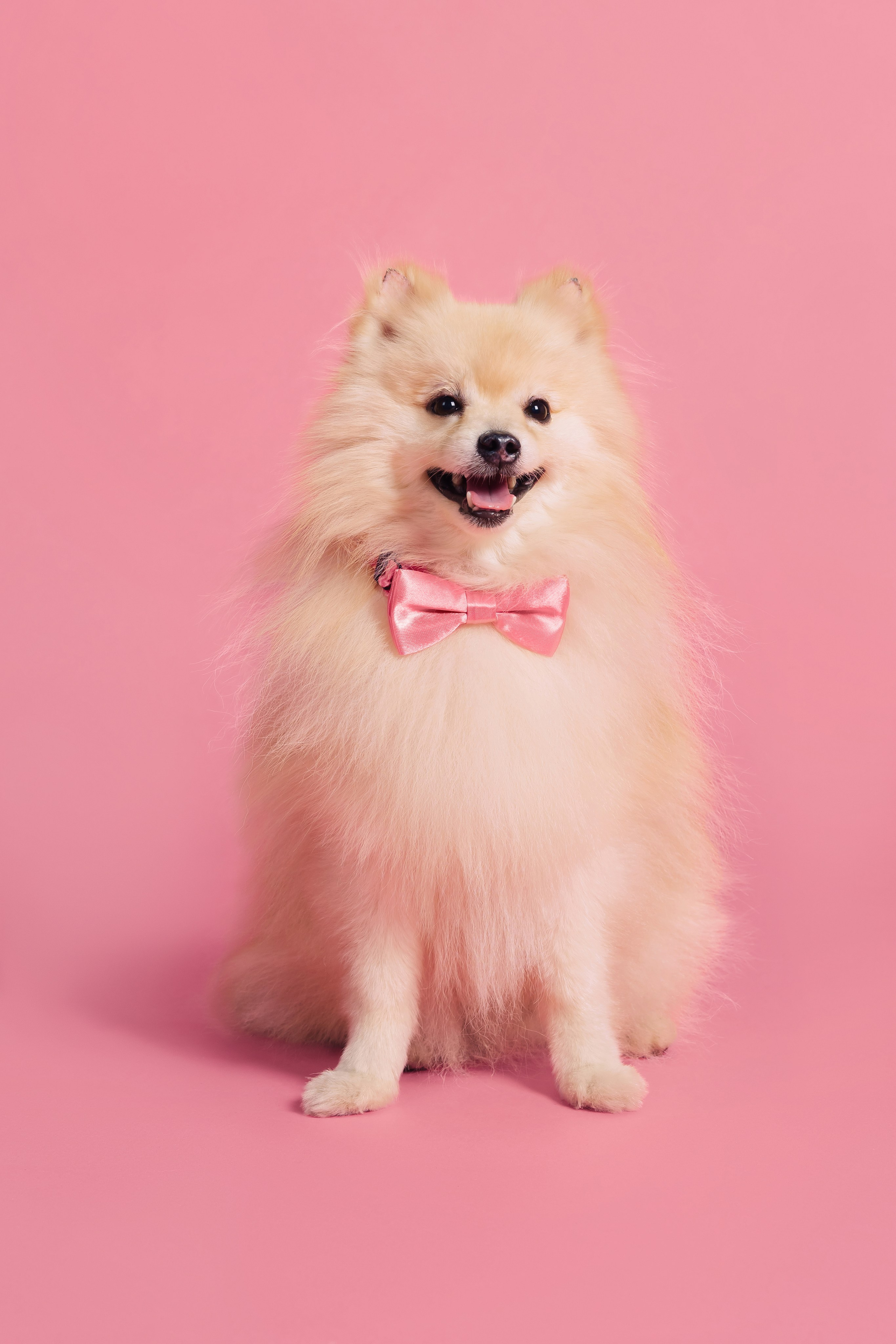 Магазин Friend of mine. Фотограф-анималист Елена Радченко, Москва