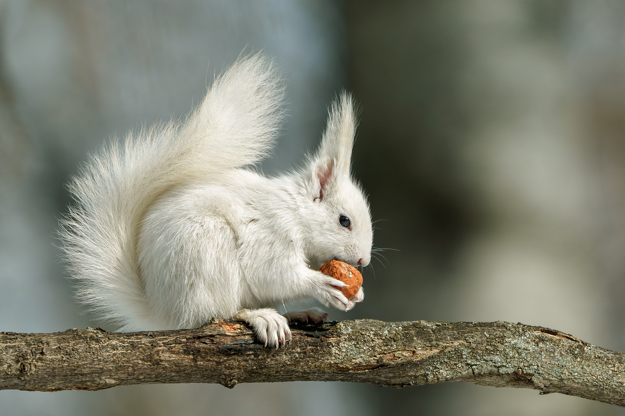 Животные. Ваш личный фотограф Марина Волкова