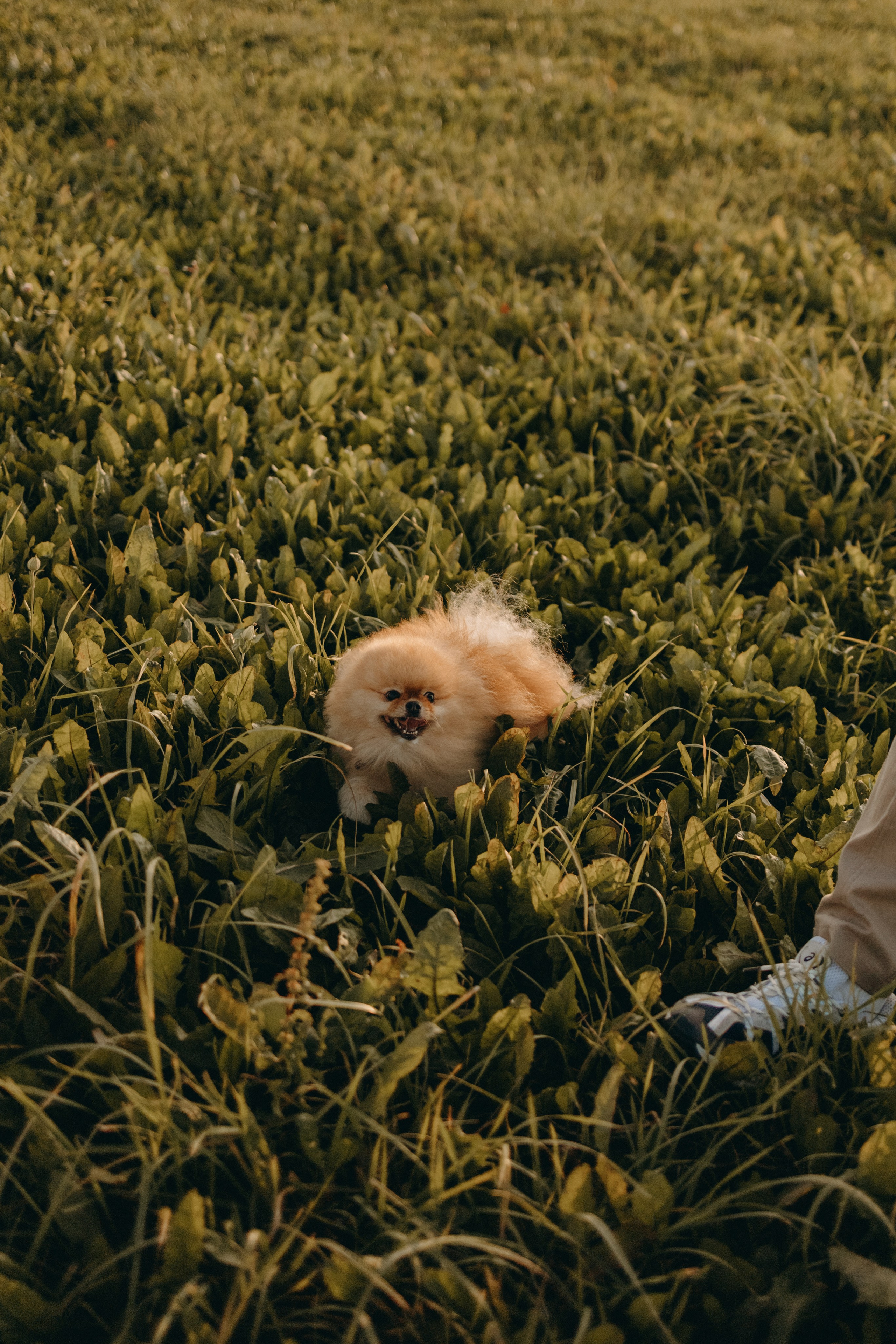 Стив и его семья. Фотограф — Анималист | Санкт-Петербург