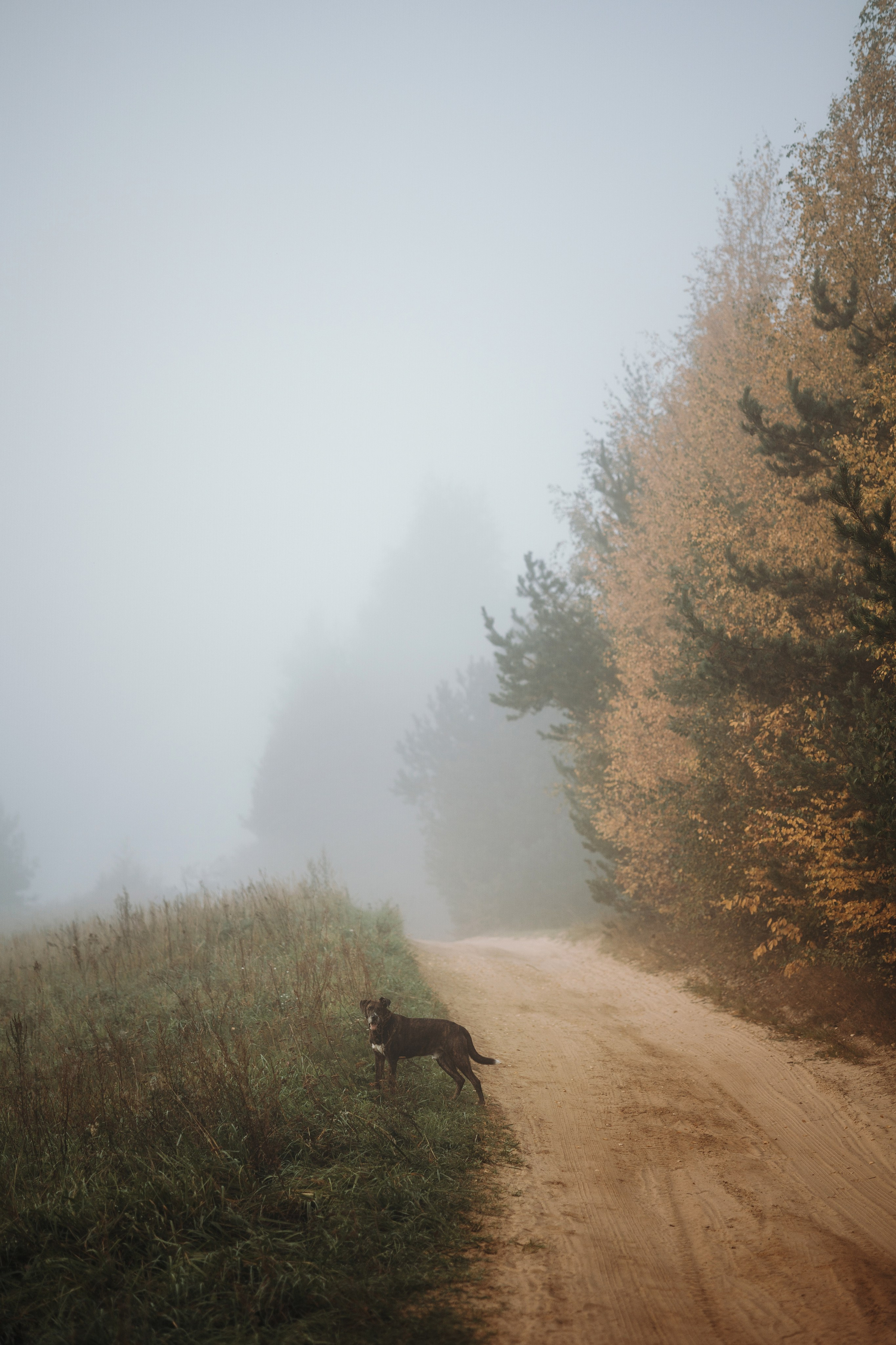 Любовь и ее хвостики. Фотограф — Анималист | Санкт-Петербург