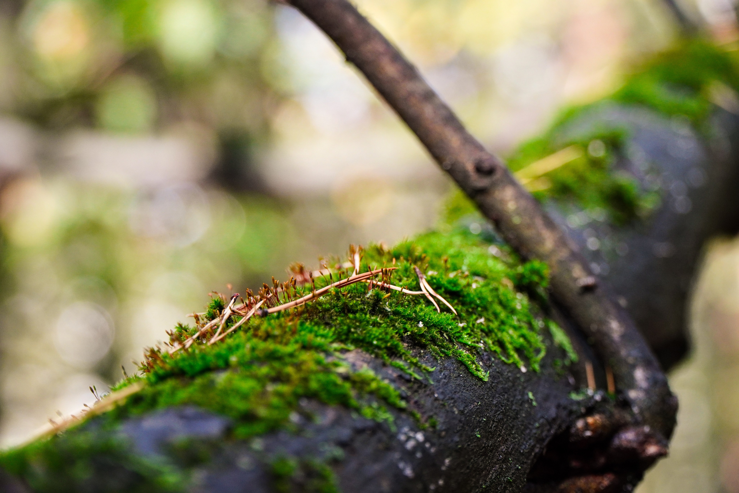 Backyard Ultra Moscow 2024. Роман Капилюшов. Бег. Фото. Видео. г. Люберцы