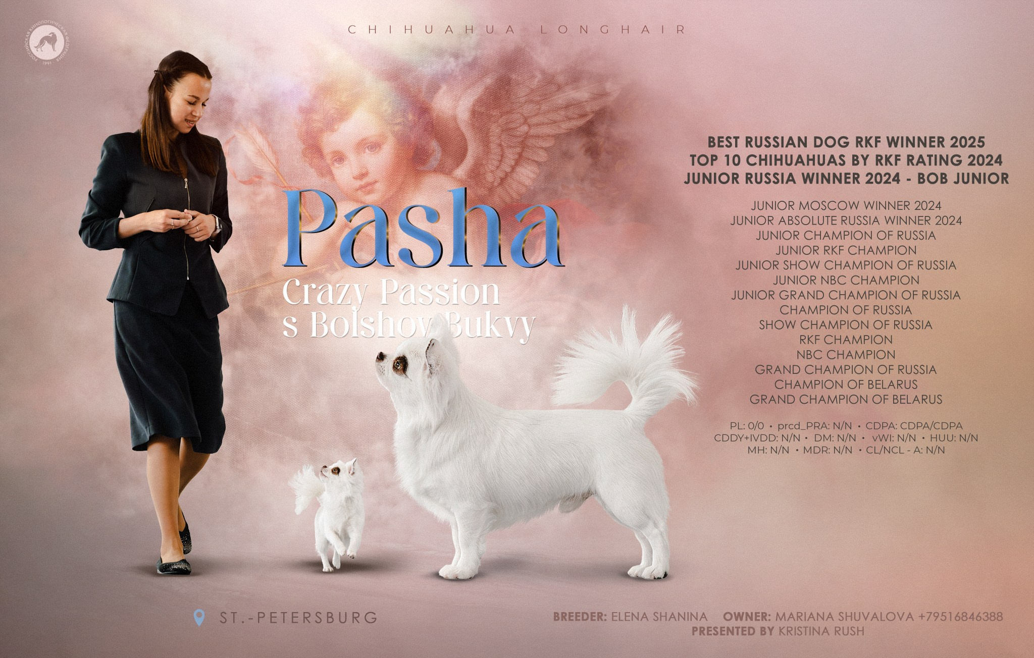Презентация кобеля чихуахуа длинношерстного