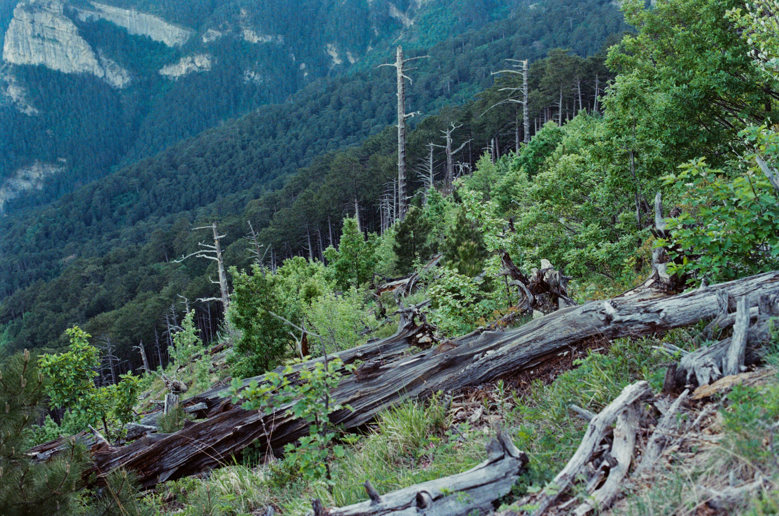 Silver strings // ukraine, crimea VI. EVER EXPOSED