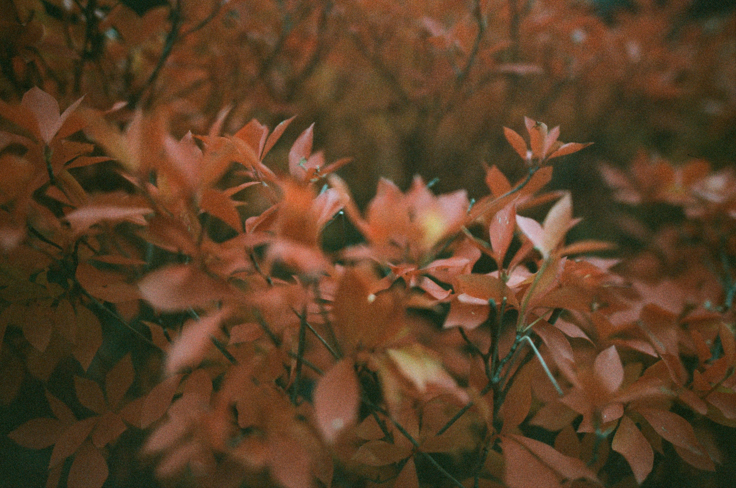 Out of noise // japan, takayama II. EVER EXPOSED