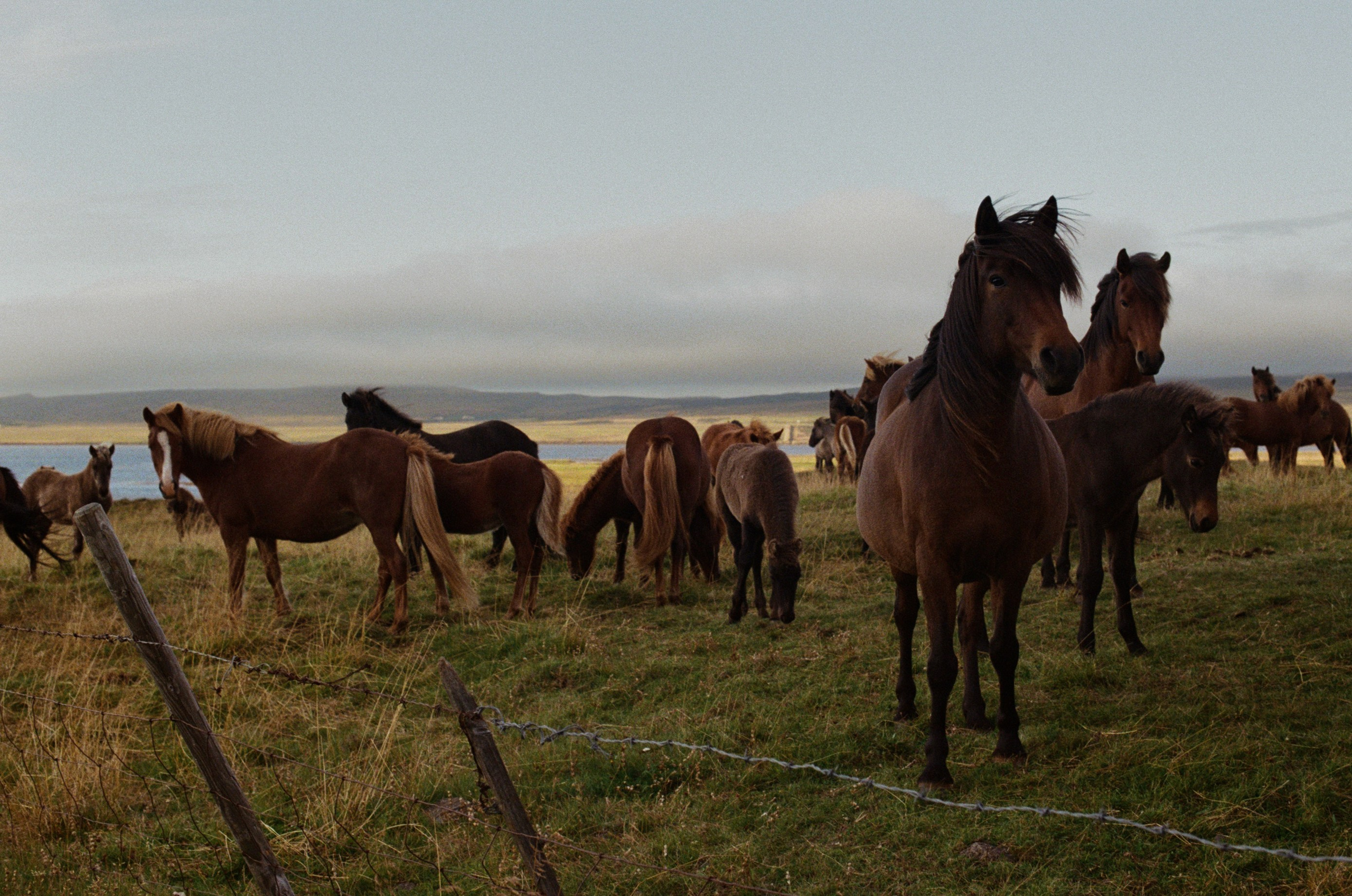 Vor i vaglaskogi // iceland, 724. EVER EXPOSED