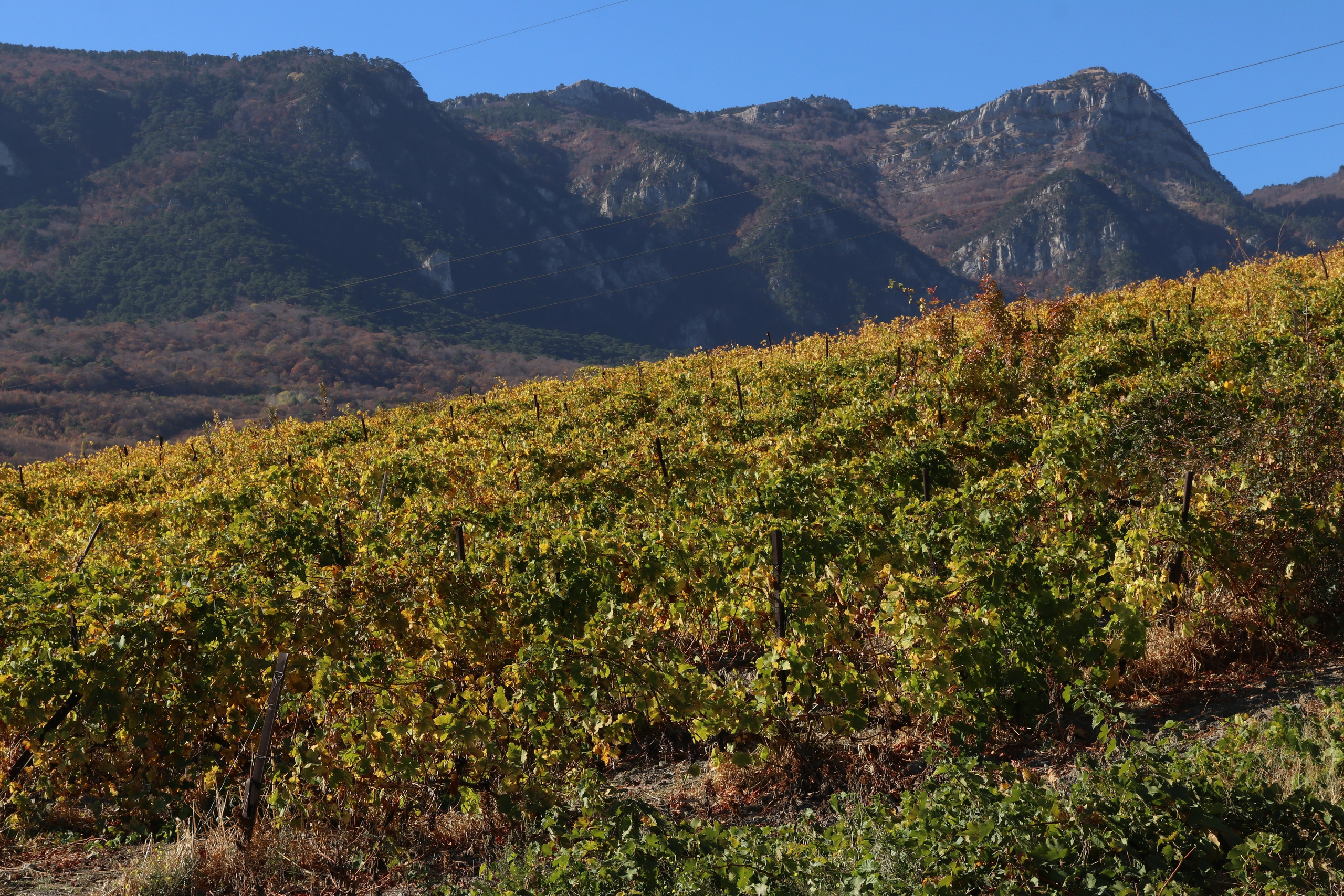 Крым. ЮБК (Гурзуф, Судак и их окрестности). Ноябрь 2023. Путешественник-фотограф из Санкт-Петербурга Татьяна Свистулина